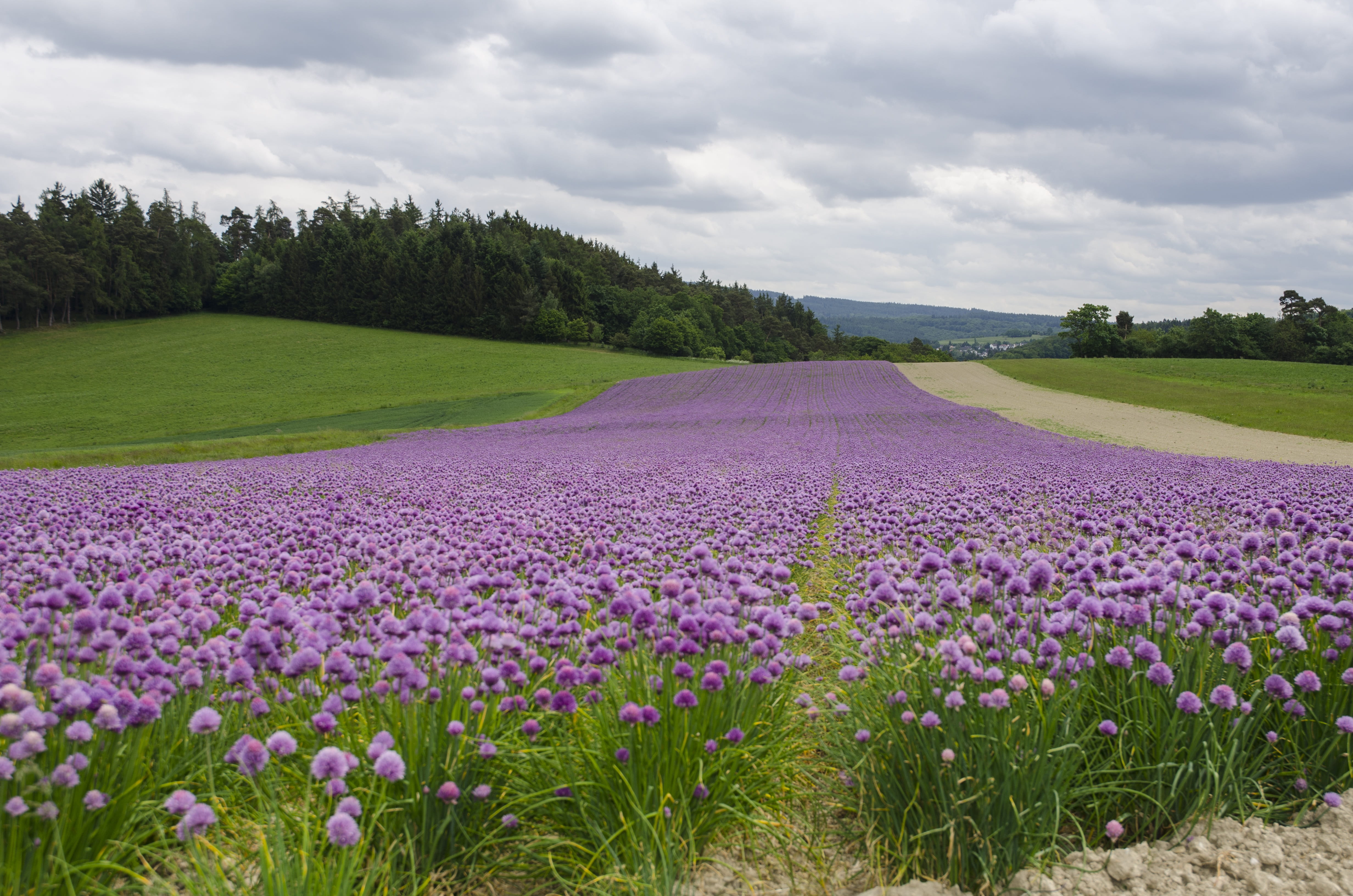 field, blossom field, 4K, taunus, lavender, environment, flower, scenics - nature, tranquil scene, growth, flowering plant, summer landscape, purple, landscape, HD Wallpaper