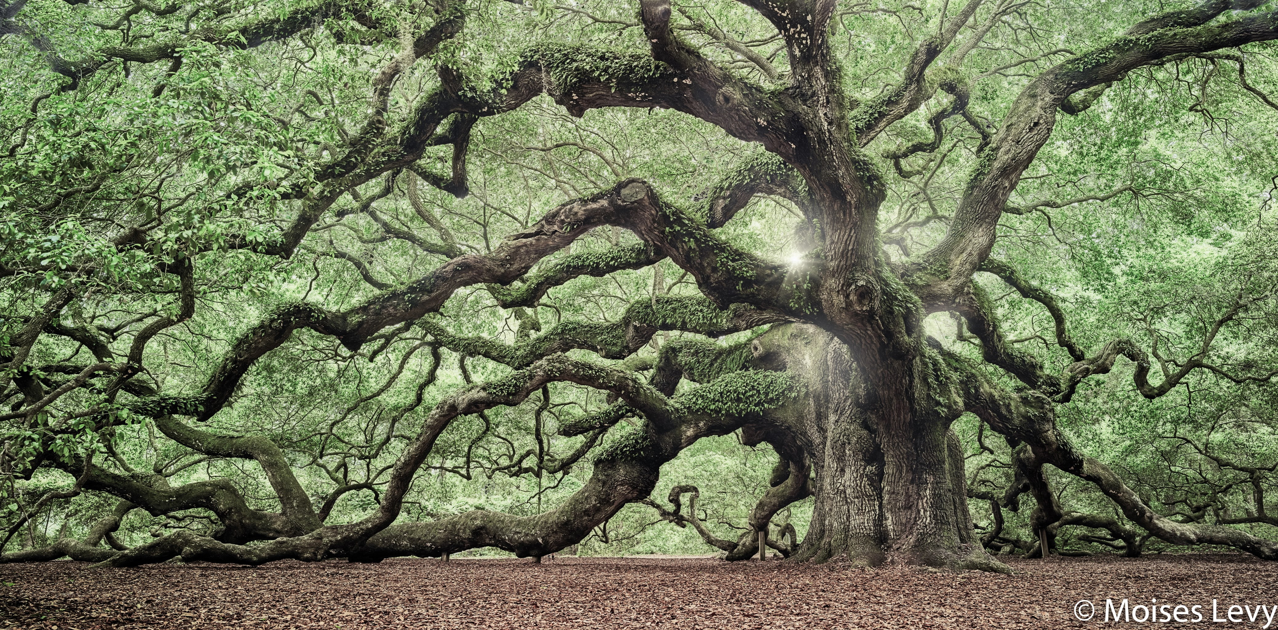 4K, angel oak tree, HD Wallpaper