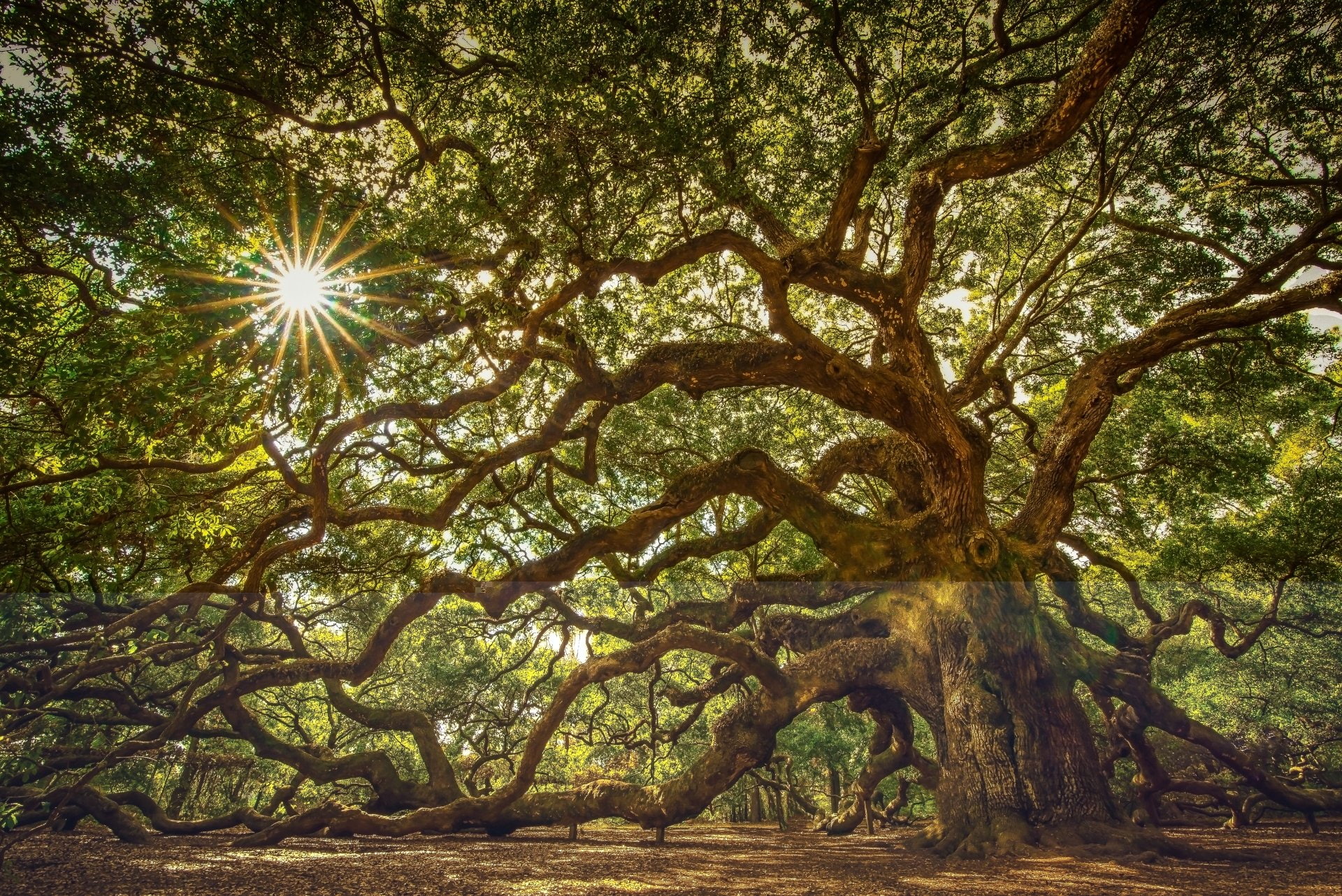 South Carolina, Sun, 1080P, Jonhs Island, Branch, Sunbeam, Angel Oak Tree, Trees, Oak, Angel Oak, HD Wallpaper