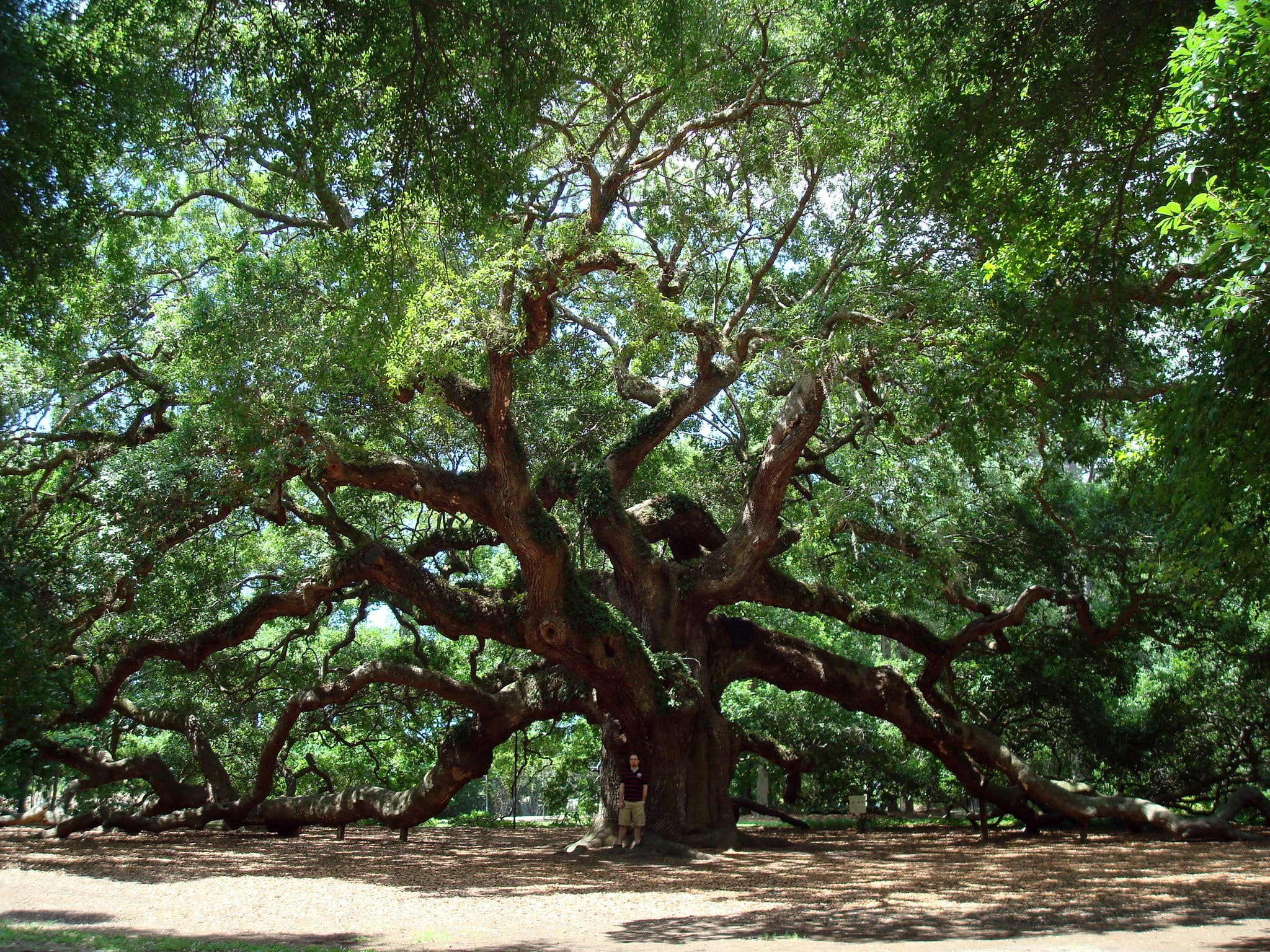 forest, no people, sunlight, plant, plant part, large, park, land, tree trunk, beauty in nature, nature, outdoors, day, angel oak tree, green color, scenics - nature, HD Wallpaper
