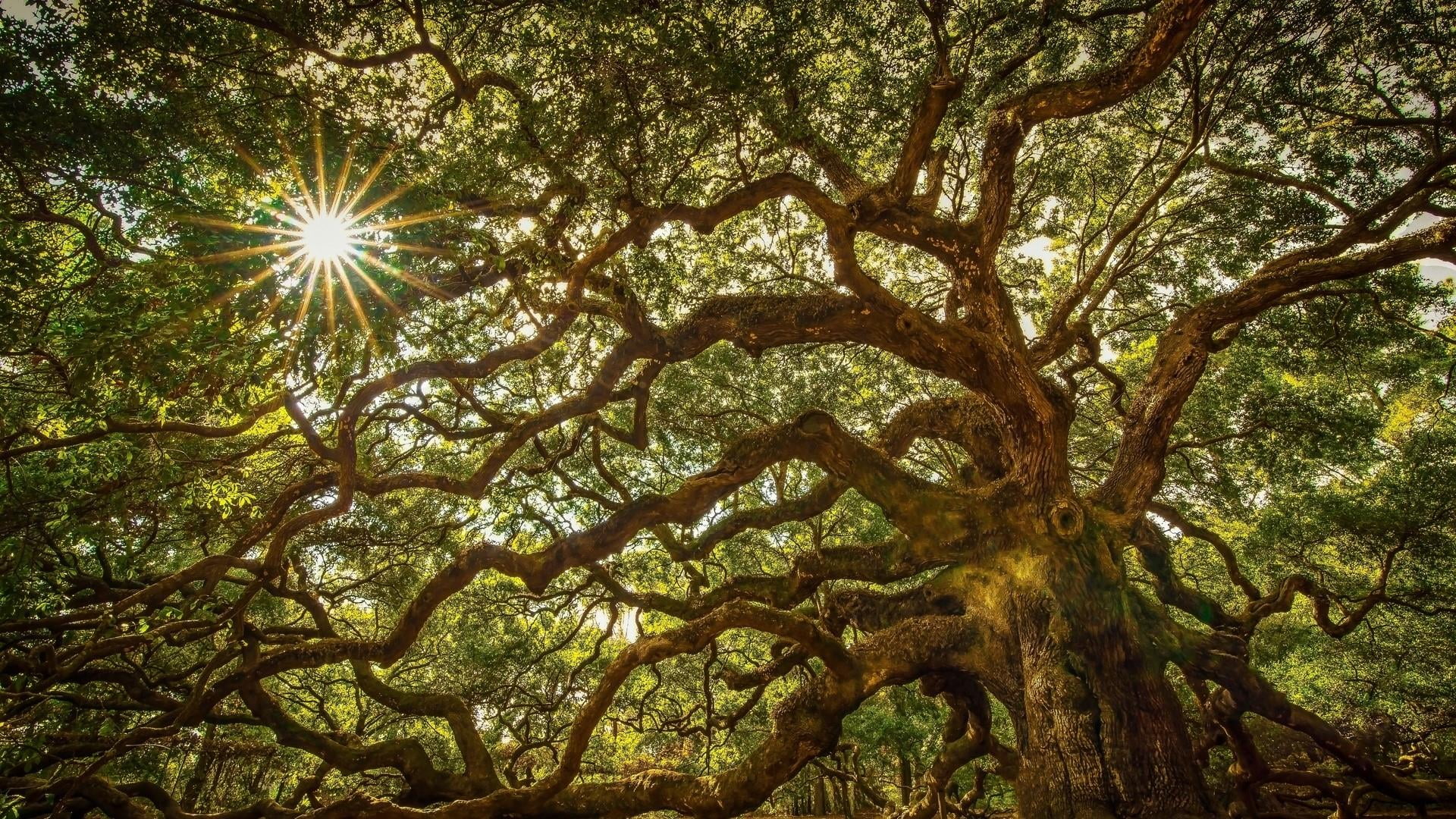 johns island, nature, growth, sunlight, united states, sun, sunbeam, oak tree, south carolina, day, trunk, no people, 1080P, lens flare, outdoors, angel oak park, HD Wallpaper