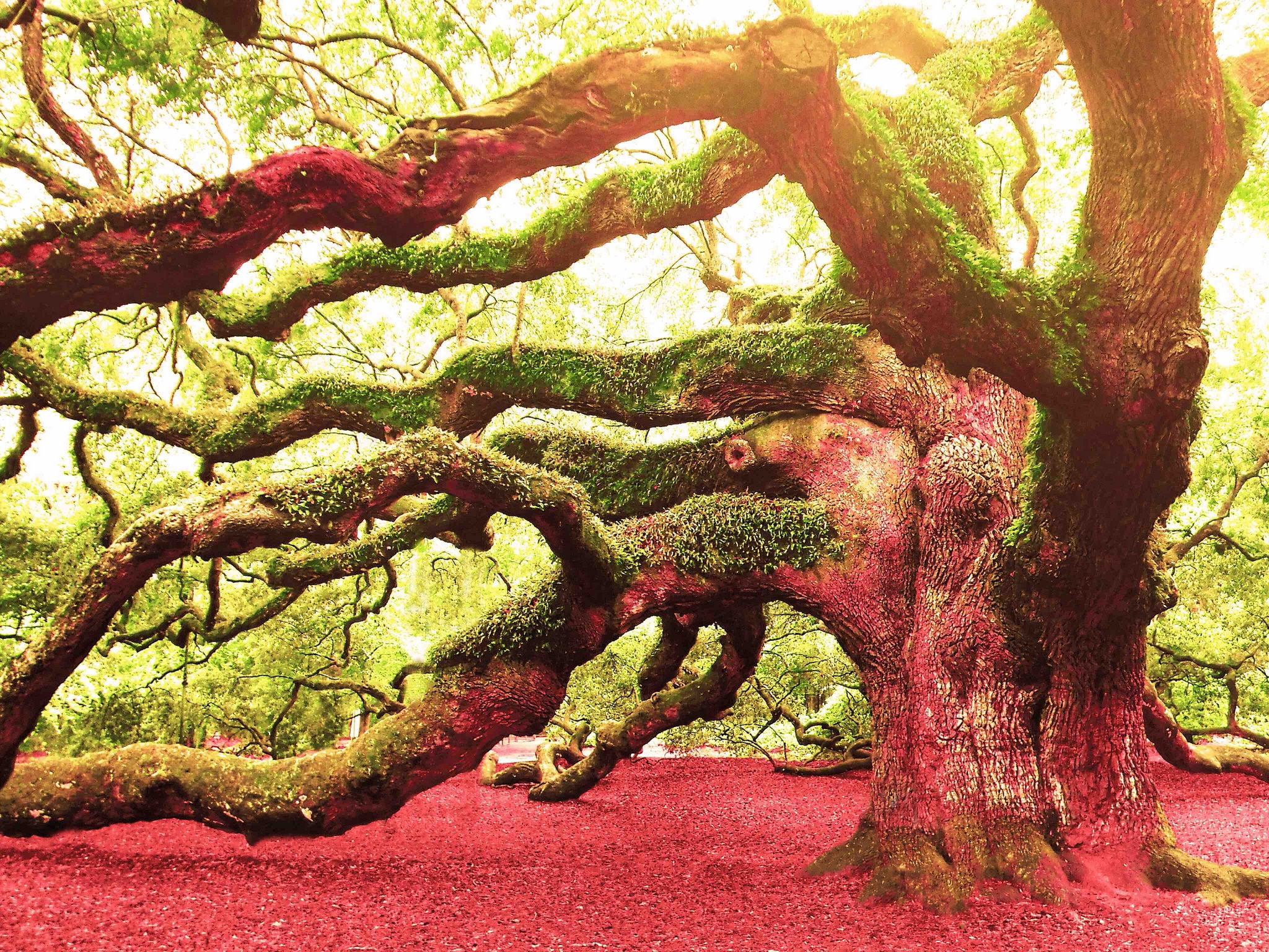 angel oak tree, 1080P, HD Wallpaper
