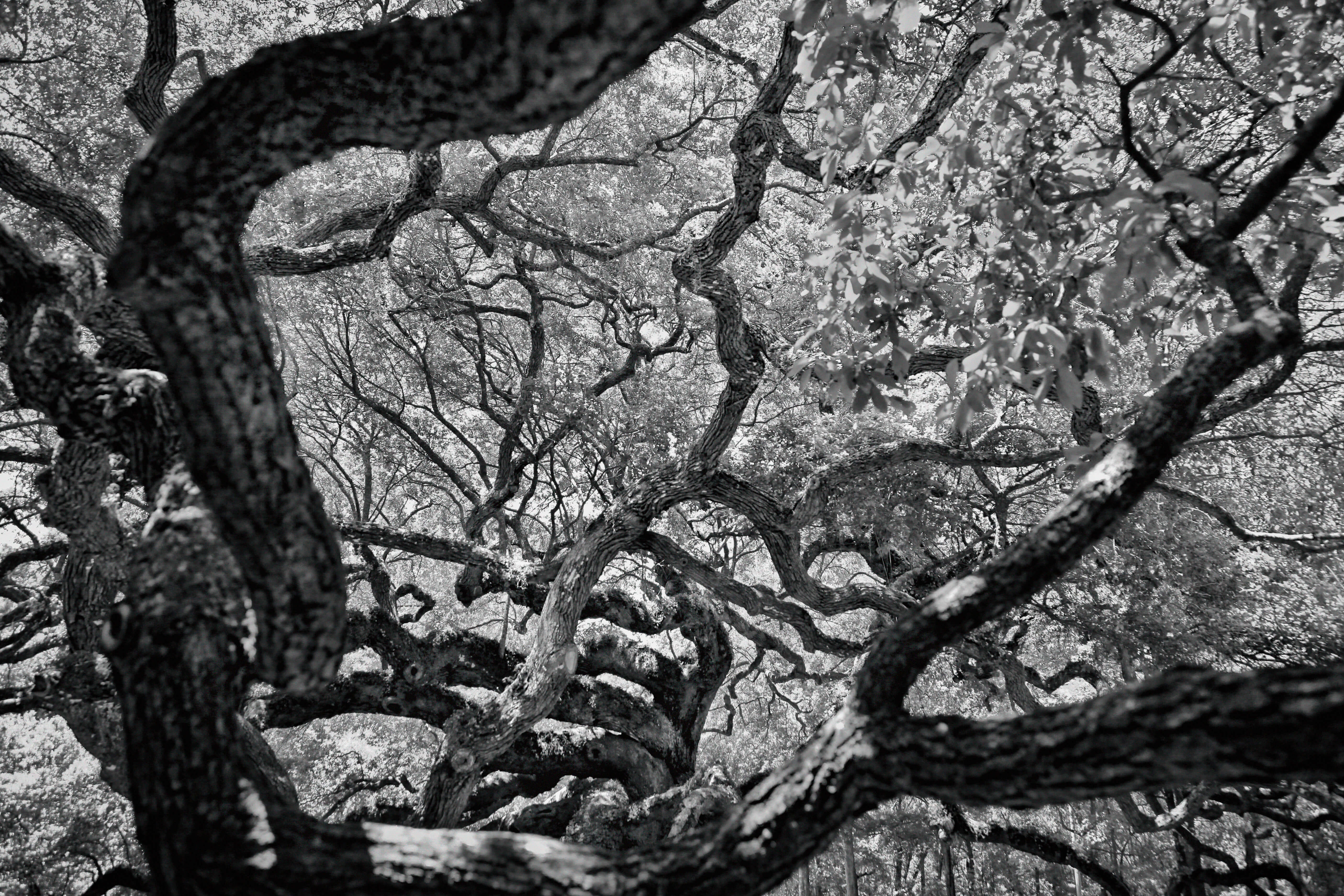 plant, grey, blossom, nature, root, growth, usa, angel oak, day, 5K, bark, outdoors, forest, sunlight, trunk, sports car, focus on foreground, sycamore, HD Wallpaper