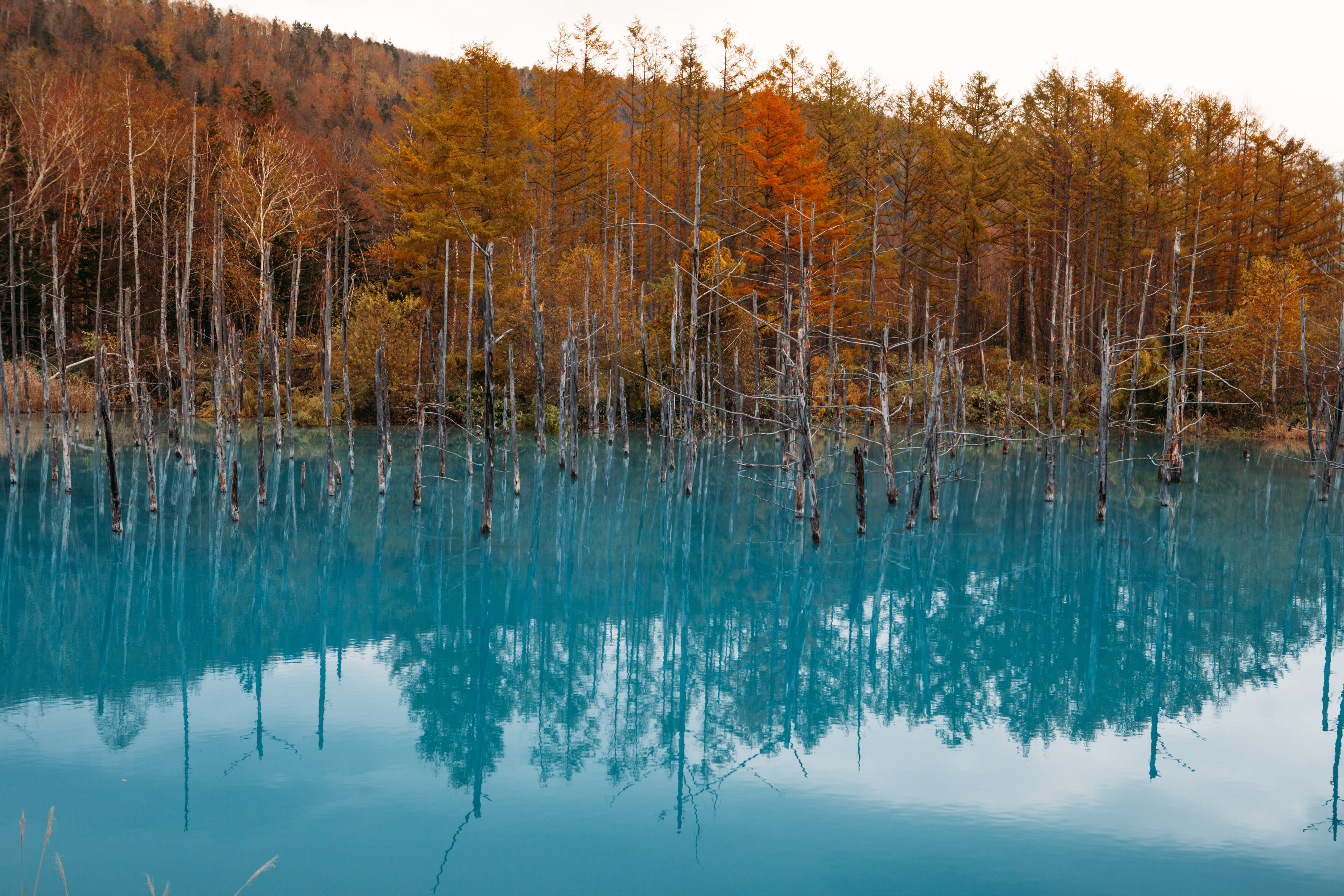 lake, reflection, beauty in nature, water, tranquility, waterfront, marsh, spruce, shirogane blue pond, outdoors, biei, non-urban scene, scenics - nature, HD Wallpaper