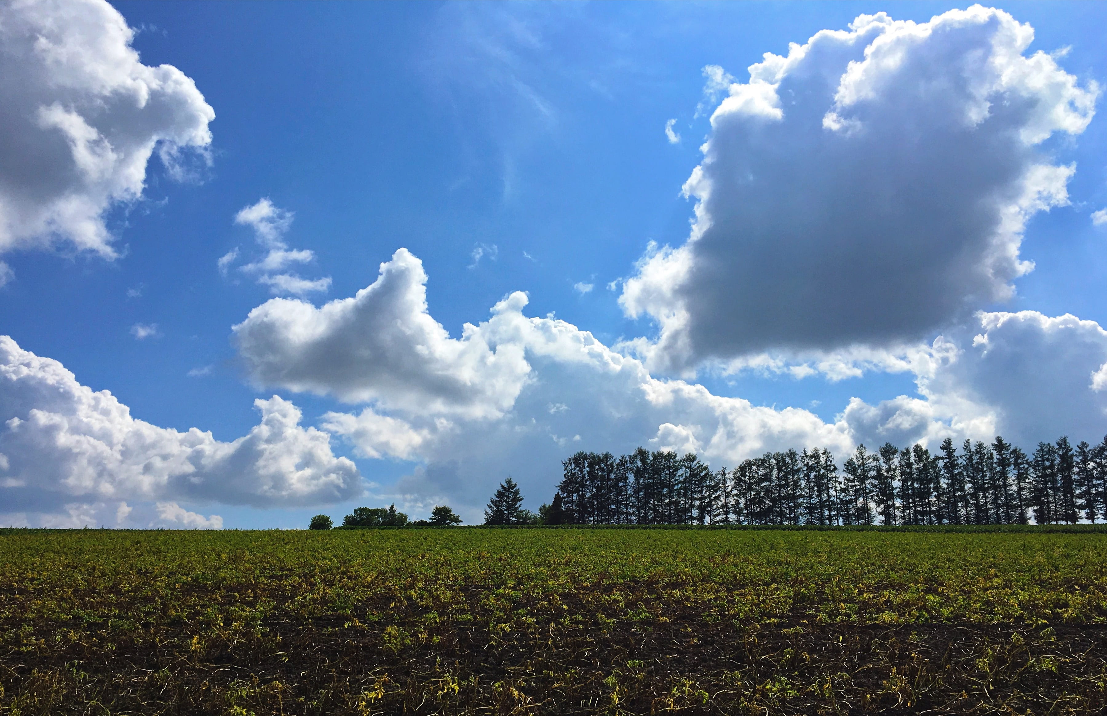 grass, tranquility, tree, landscape, biei, beauty in nature, environment, growth, no people, scenics - nature, gardening, blue, sky, plant, summer, agriculture, HD Wallpaper