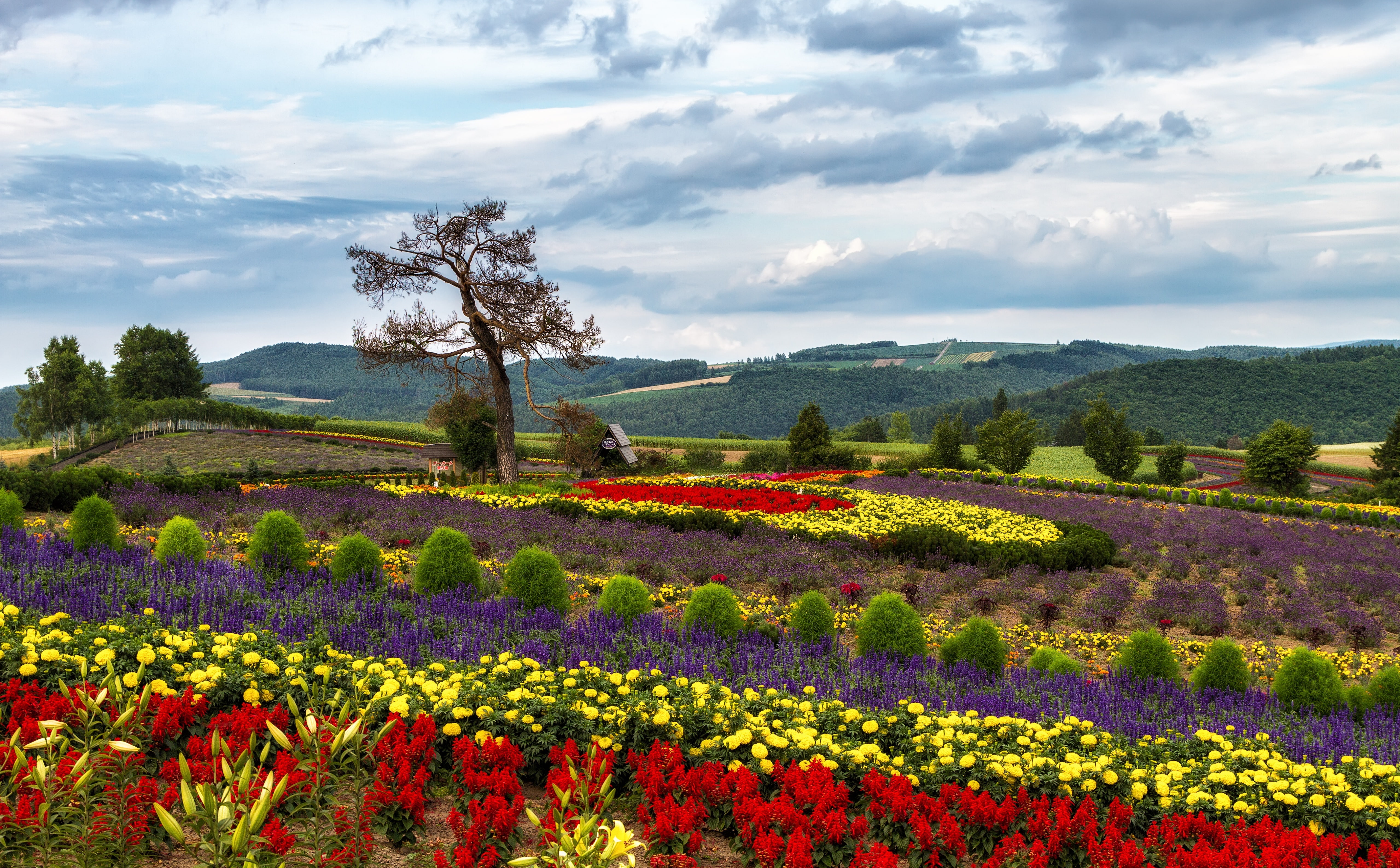 Flowers, field, outdoors, freshness, red, flowerbed, tree, idyllic, Seasons, Colorful, s, tranquil scene, day, purple, colors, flowering plant, no people, HD Wallpaper