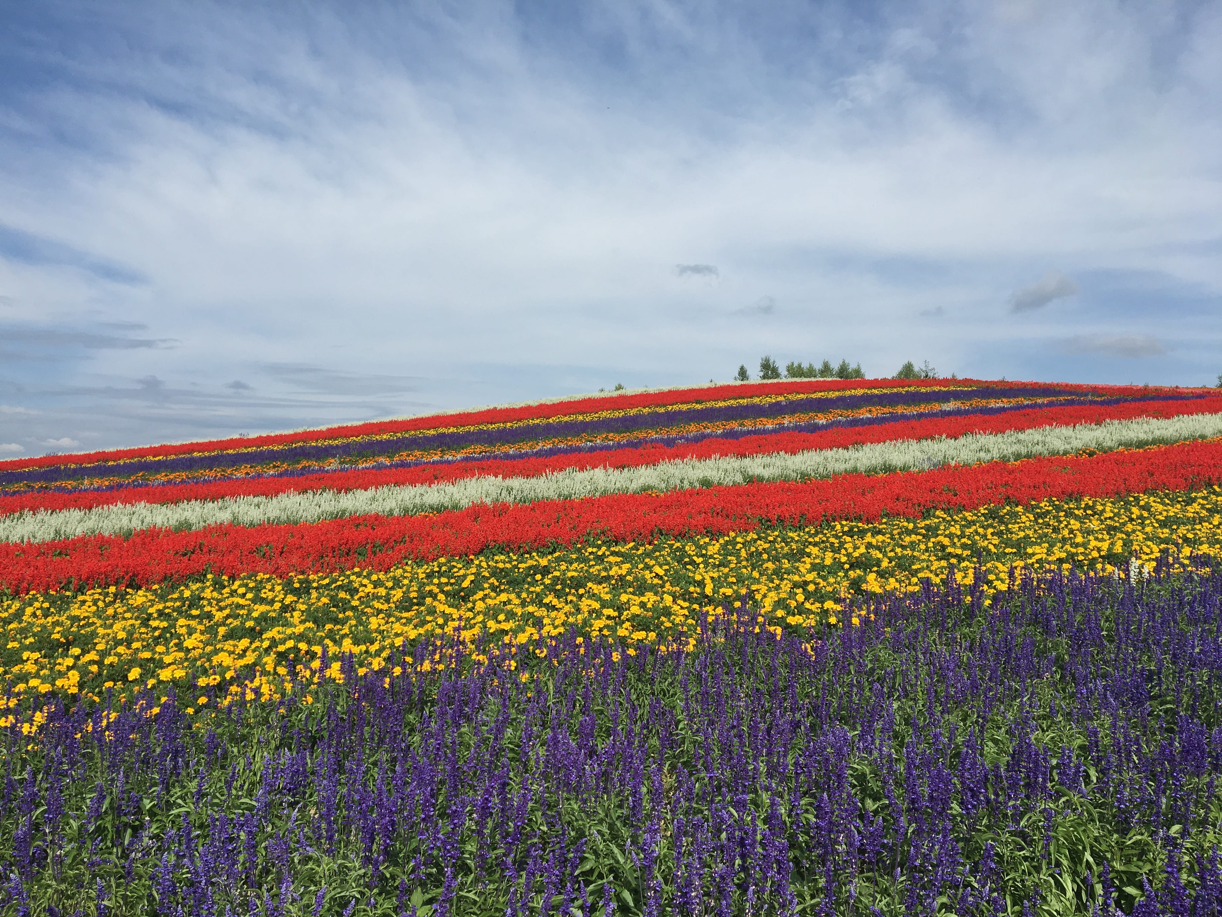 hokkaido, 4K, field, growth, sky, environment, nature, scenics - nature, tranquility, day, idyllic, flower garden, flower, beauty in nature, cloud - sky, HD Wallpaper