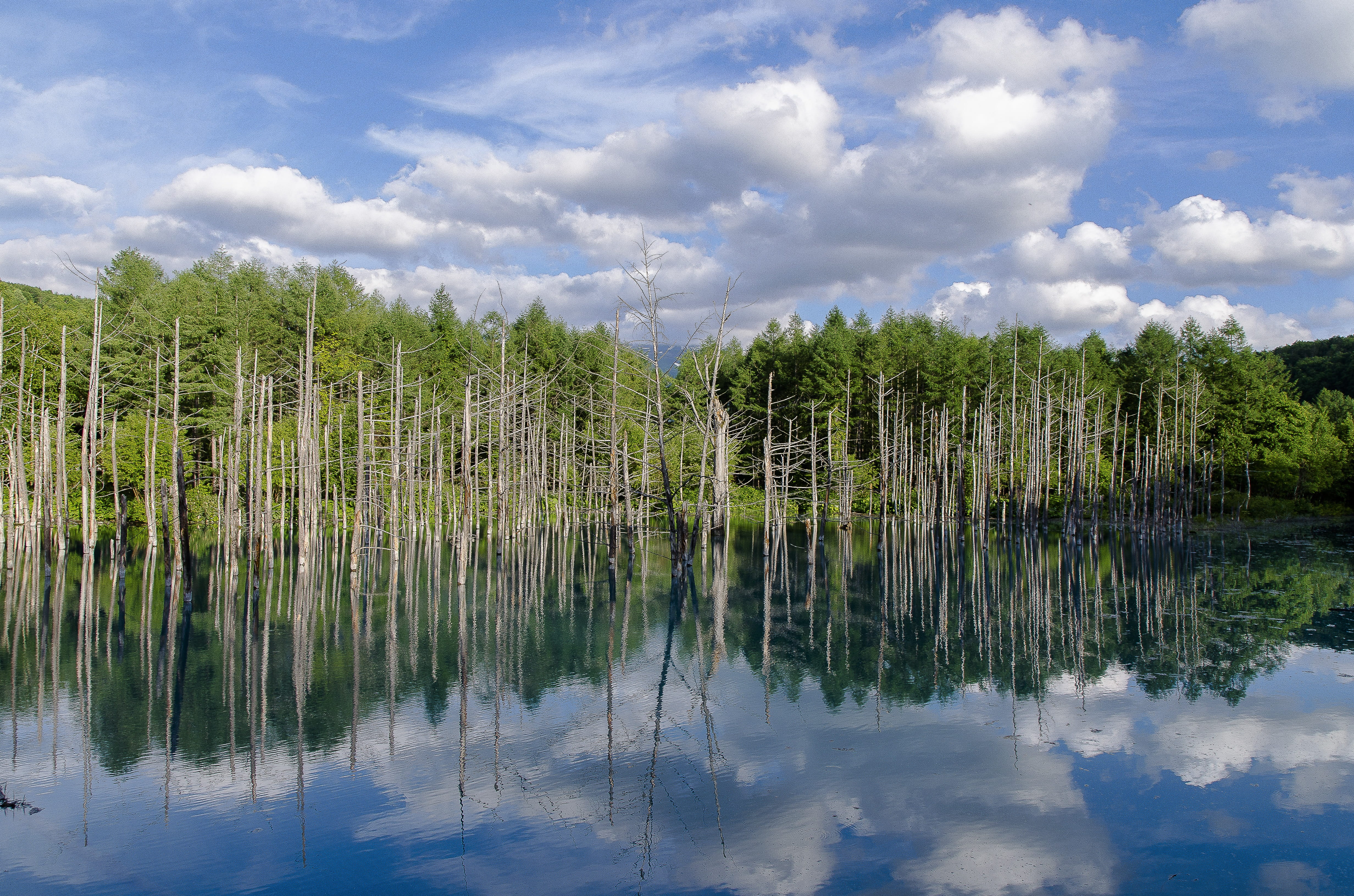 Pond, 4K, non-urban scene, Blue, waterfront, tranquil scene, nature, plant, pond, day, growth, Biei, water, lake, Blue Pond, swamp, tranquility, reflection, HD Wallpaper