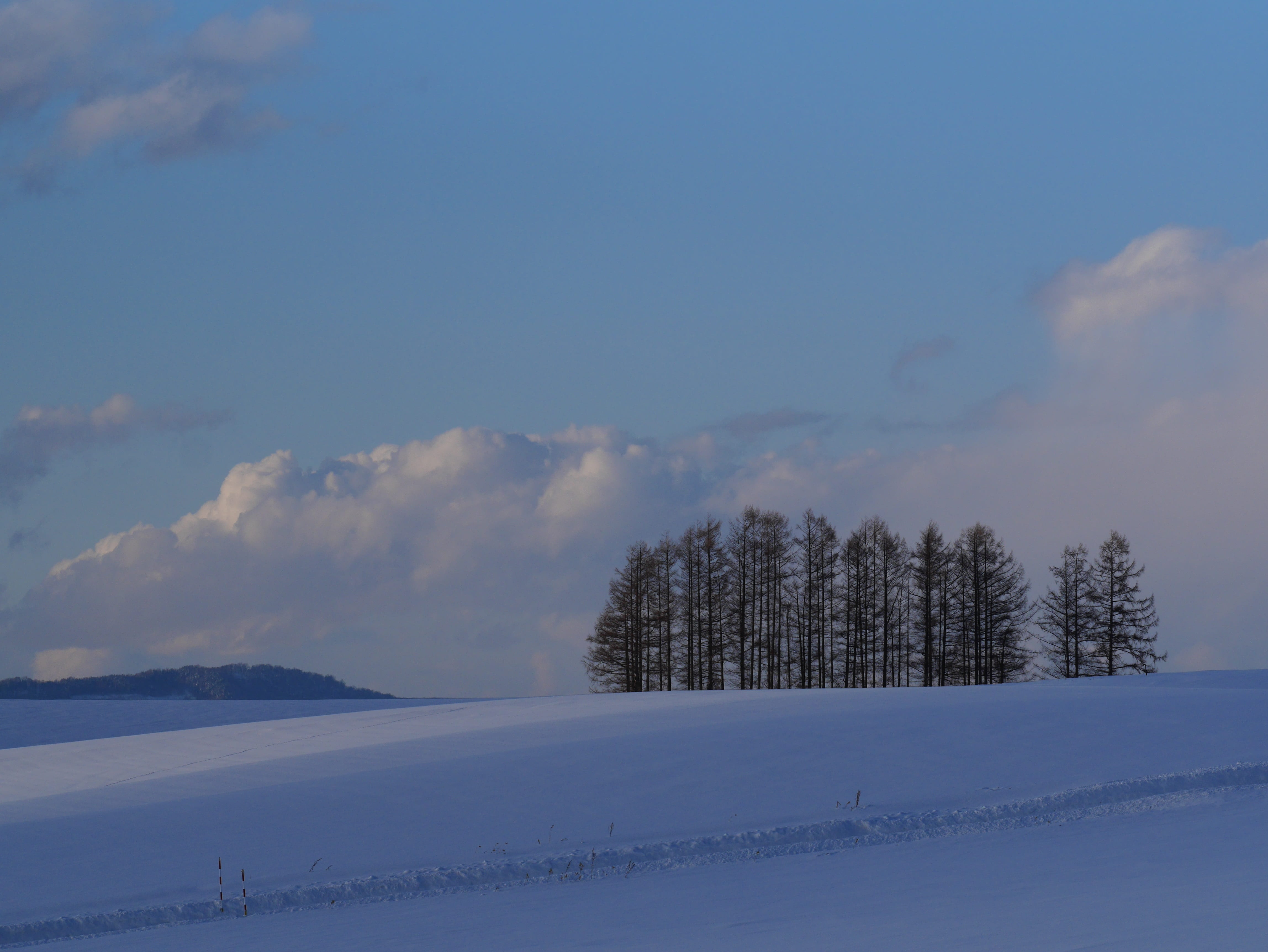 cold temperature, biei, idyllic, beauty in nature, 4K, no people, tree, hokkaido, winter, land, outdoors, inspiration, blue, snow, plant, non-urban scene, HD Wallpaper
