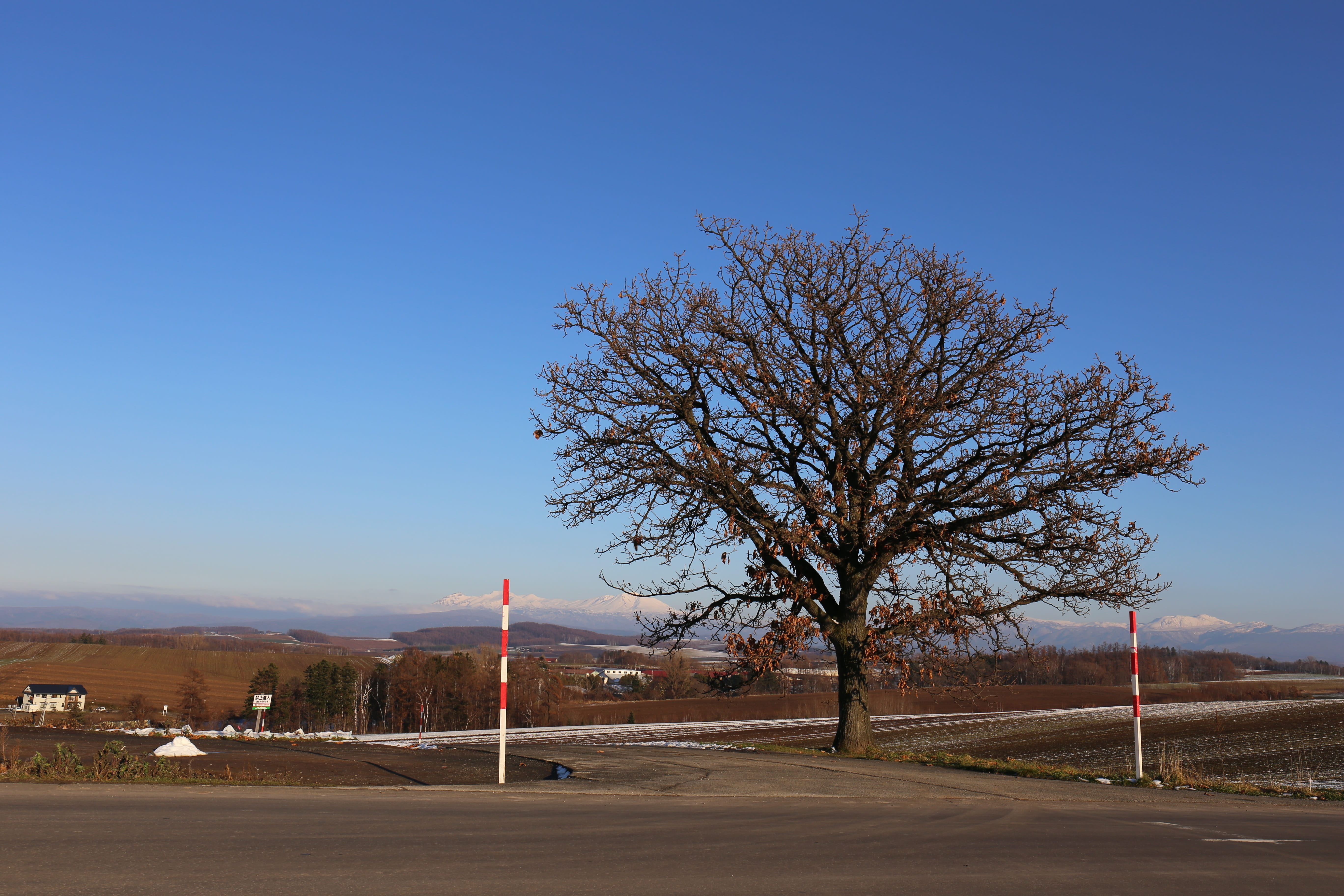 outdoors, sky, tree, sign, hokkaido, plant, beauty in nature, blue, 5K, city, nature, sunlight, no people, clear sky, day, bare tree, road, copy space, HD Wallpaper