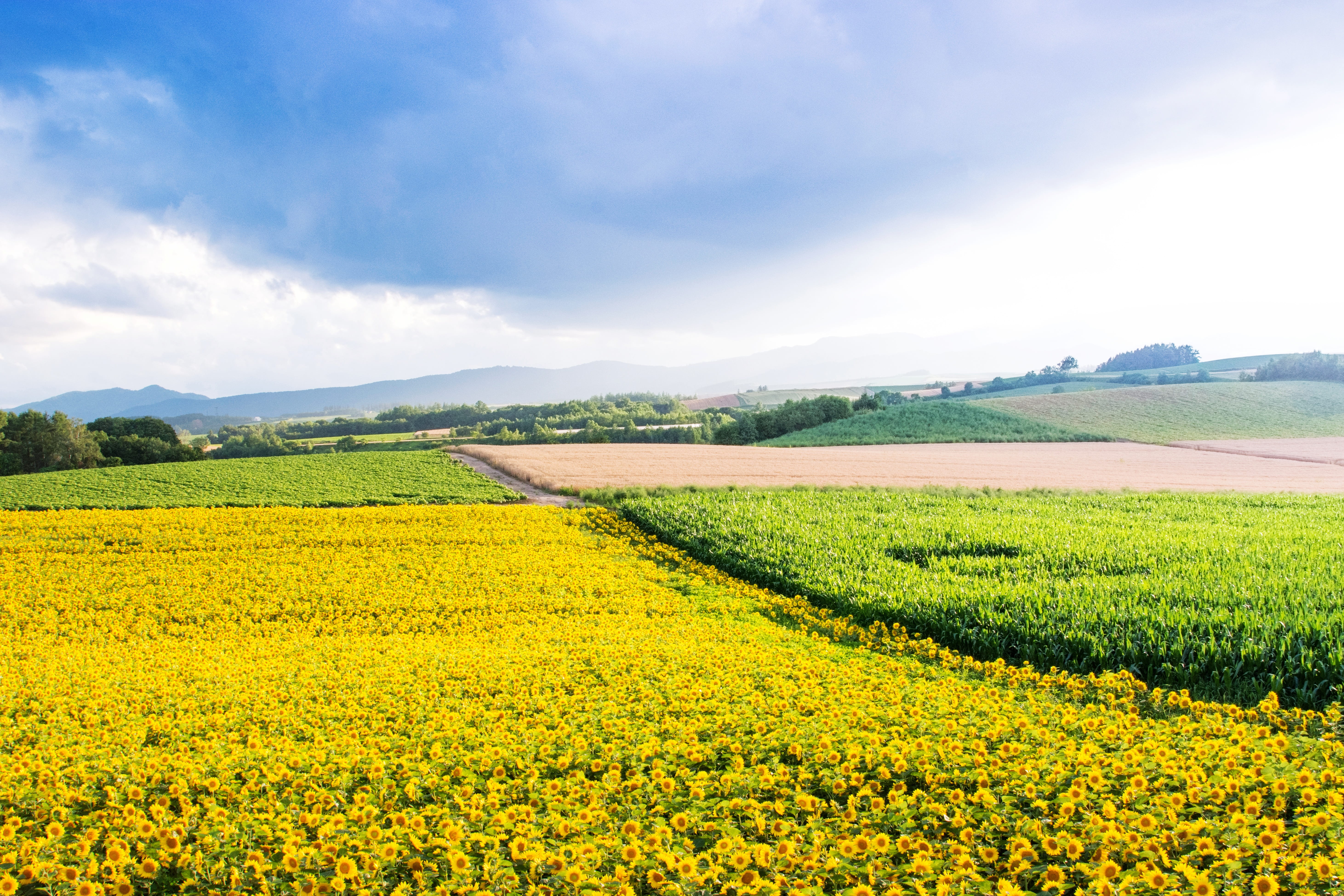 tranquility, rural scene, 5K, springtime, flower, ripe, country, agriculture, growth, scenics - nature, hokkaido, flowering plant, beauty in nature, oilseed rape, HD Wallpaper
