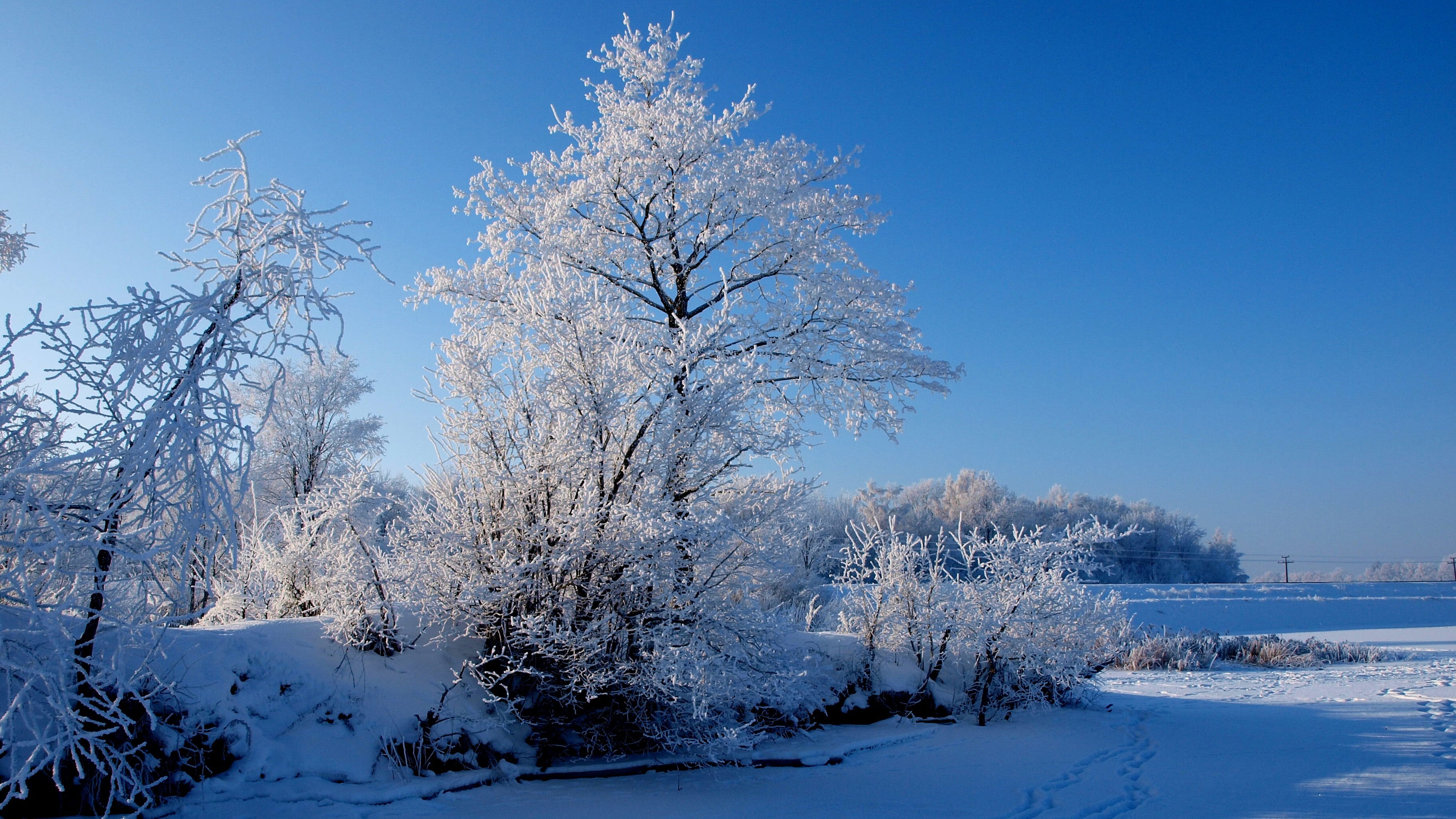 snowcapped mountain, pine tree, winter, environment, nature, 2K, no people, outdoors, white, landscape, sky, woodland, snow, scenics - nature, painting, HD Wallpaper