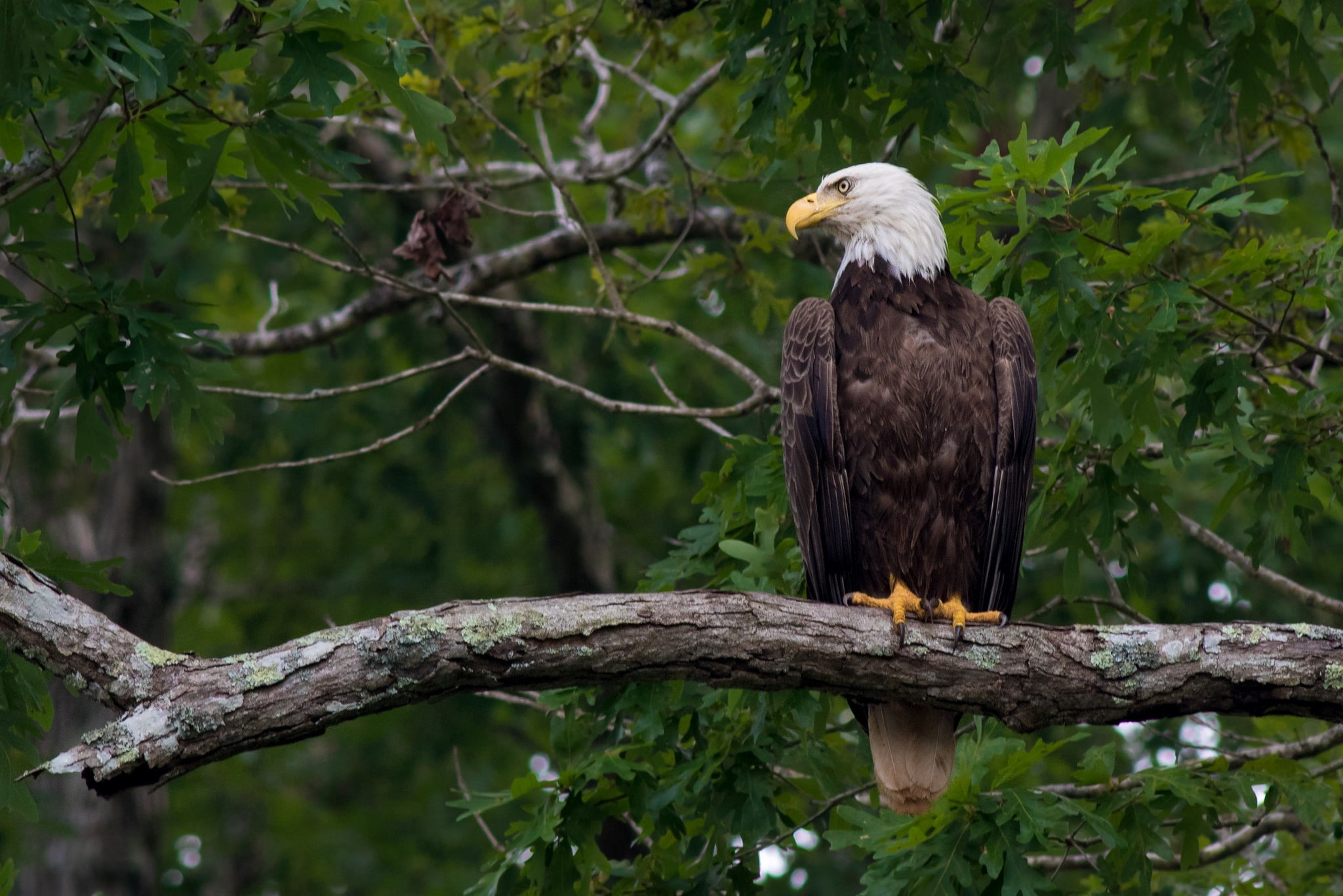 plant, animal themes, tree, animal wildlife, branch, day, animals, animal, one animal, birds, beak, bald eagle, bird of prey, nature, no people, outdoors, HD Wallpaper
