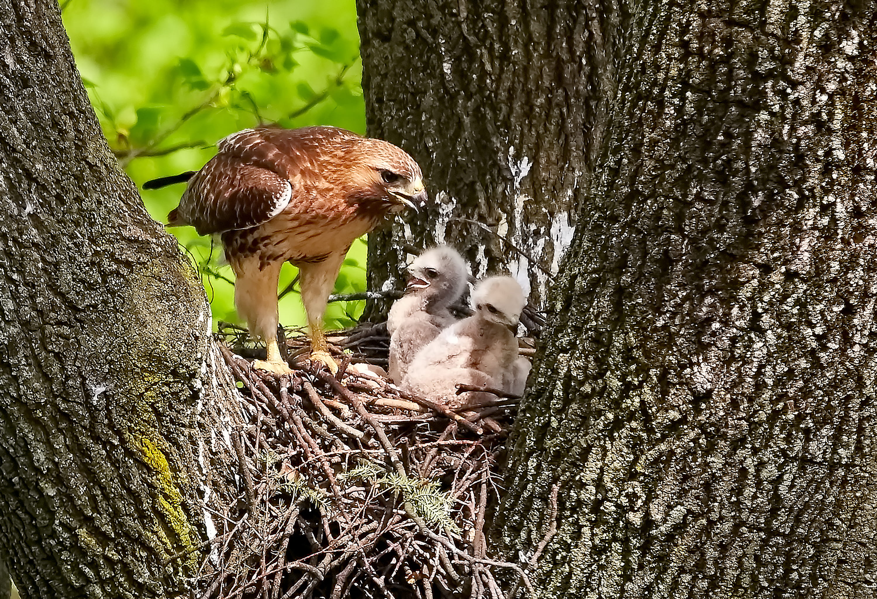 nest, animal themes, day, outdoors, trunk, mammal, baby, eagle, animals in the wild, group of animals, no people, vertebrate, tree, animal wildlife, focus on foreground, HD Wallpaper