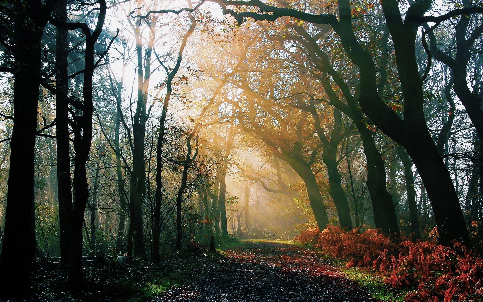 october, mist, plant, sunbeam, direction, tranquil Scene, fantasy, non-Urban Scene, awakening, change, scenics - nature, road, light, no People, trees, HD Wallpaper