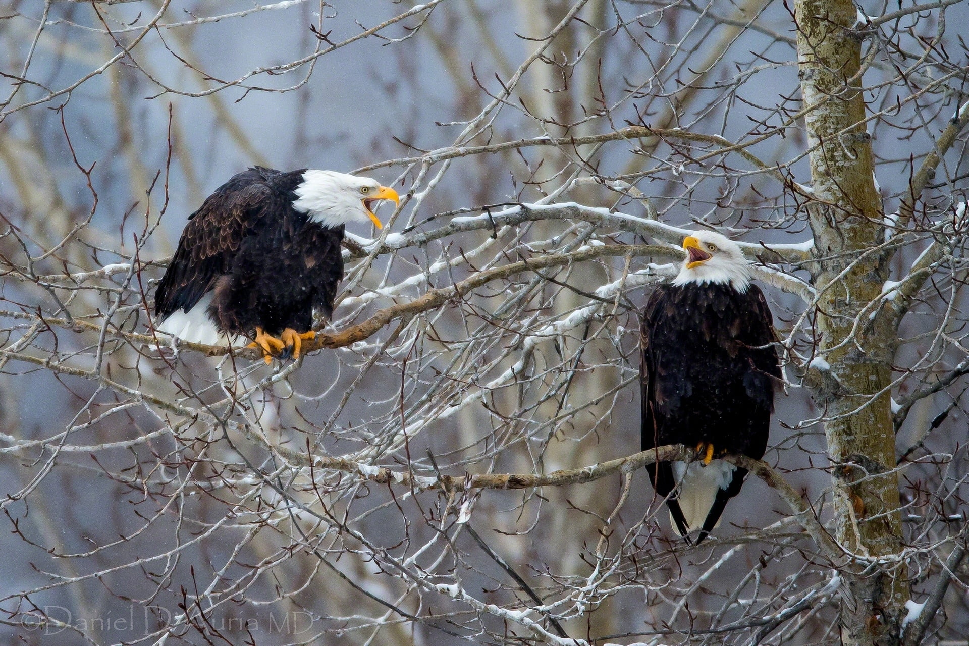 perching, eagle, two, animal, vertebrate, freedom, branch, bald Eagle, black, animal wildlife, 1080P, american Culture, balding, group of animals, beak, HD Wallpaper