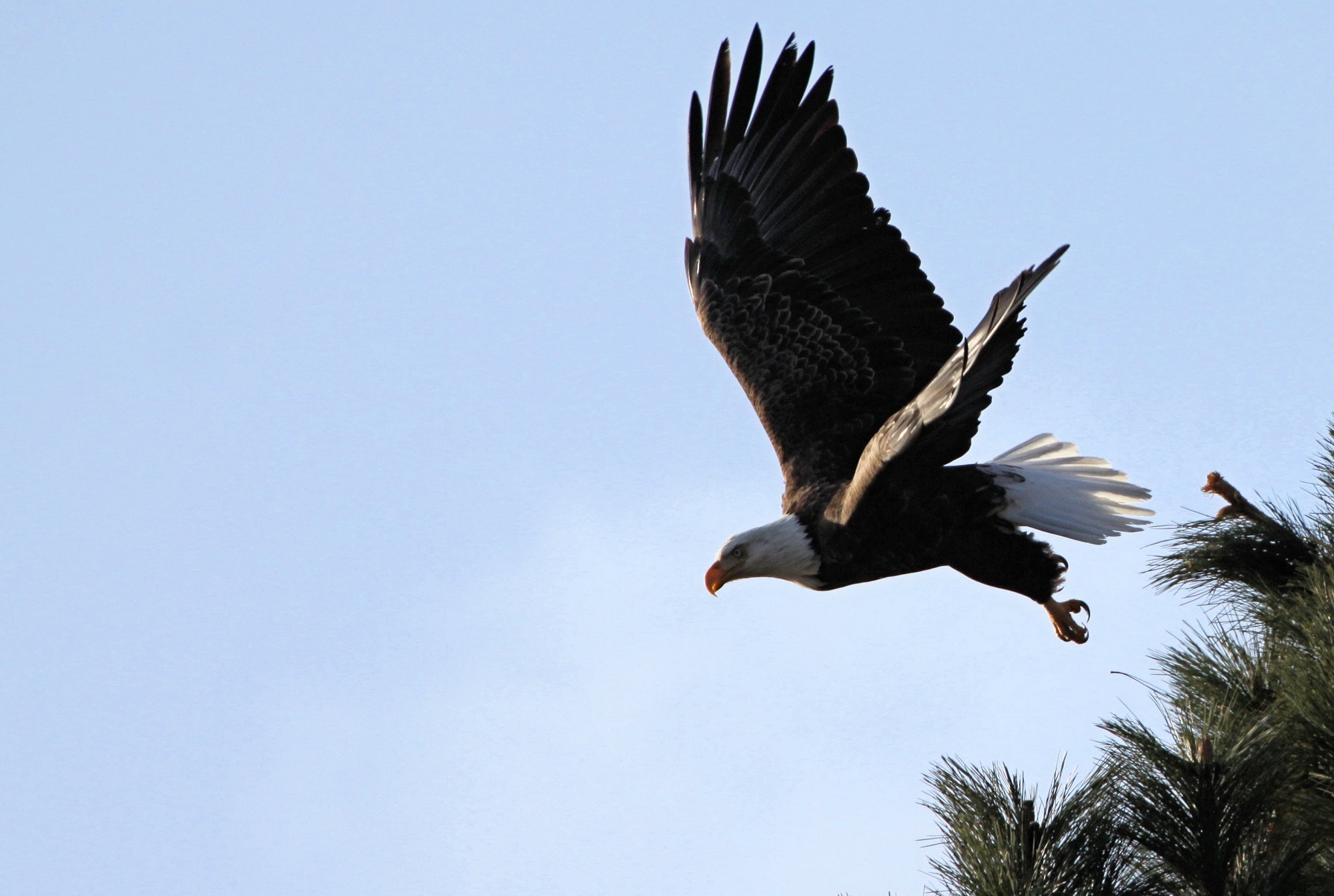 no people, animals In The Wild, wings, uSA, feathers, day, one animal, low angle view, animal, clear sky, dom, eagle, bird of Prey, sky, wildlife, outdoors, HD Wallpaper
