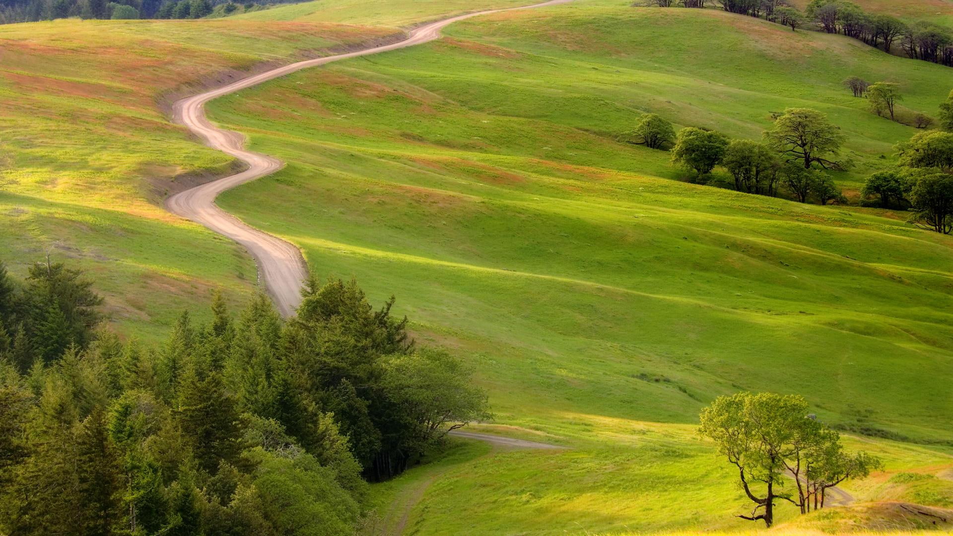 trees, 1080P, green, bald hills road, hills, fields, beautiful, redwood, road, national park, nature, bald, california, HD Wallpaper