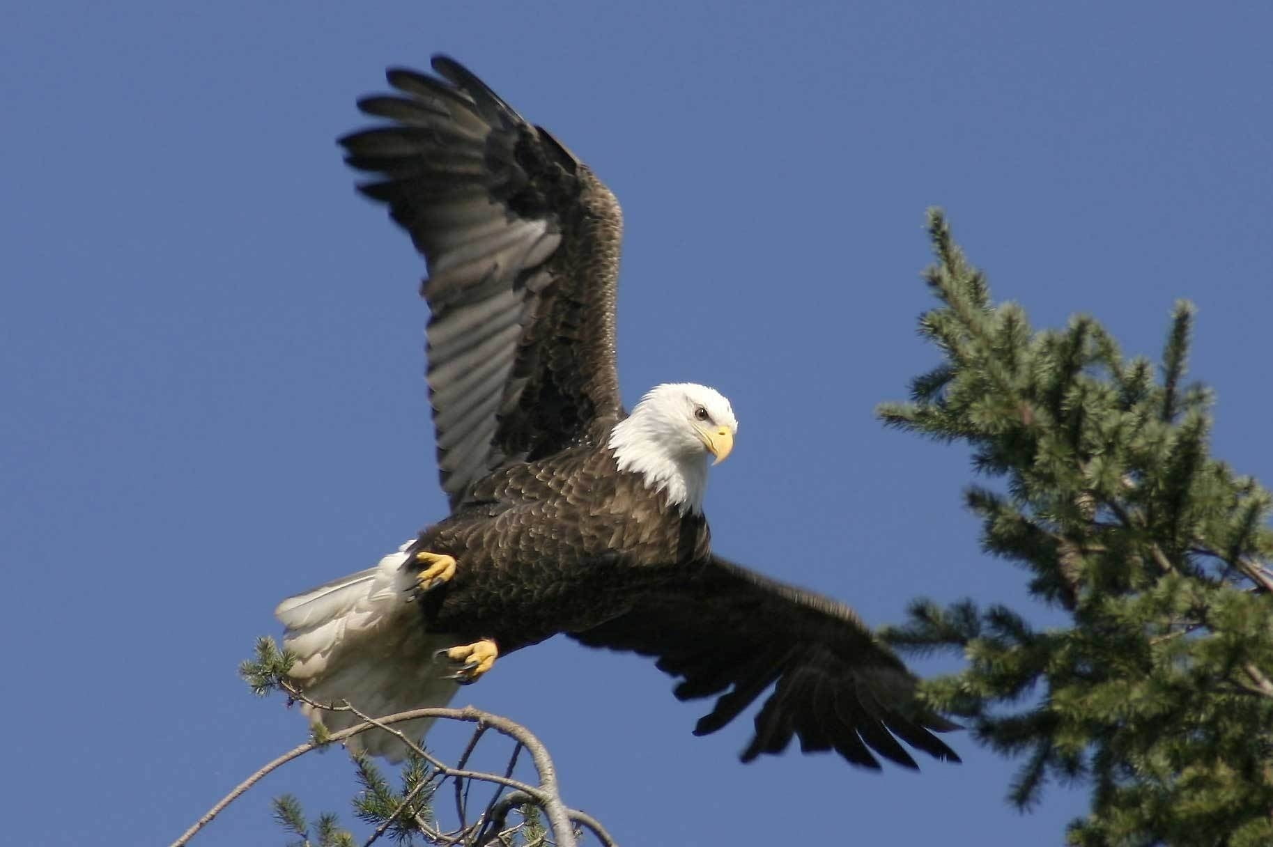 vertebrate, outdoors, majestic, bald, freedom, uSA, clear sky, eagle, animals In The Wild, tree, one animal, animal wildlife, flying, wings, 720P, blue, HD Wallpaper