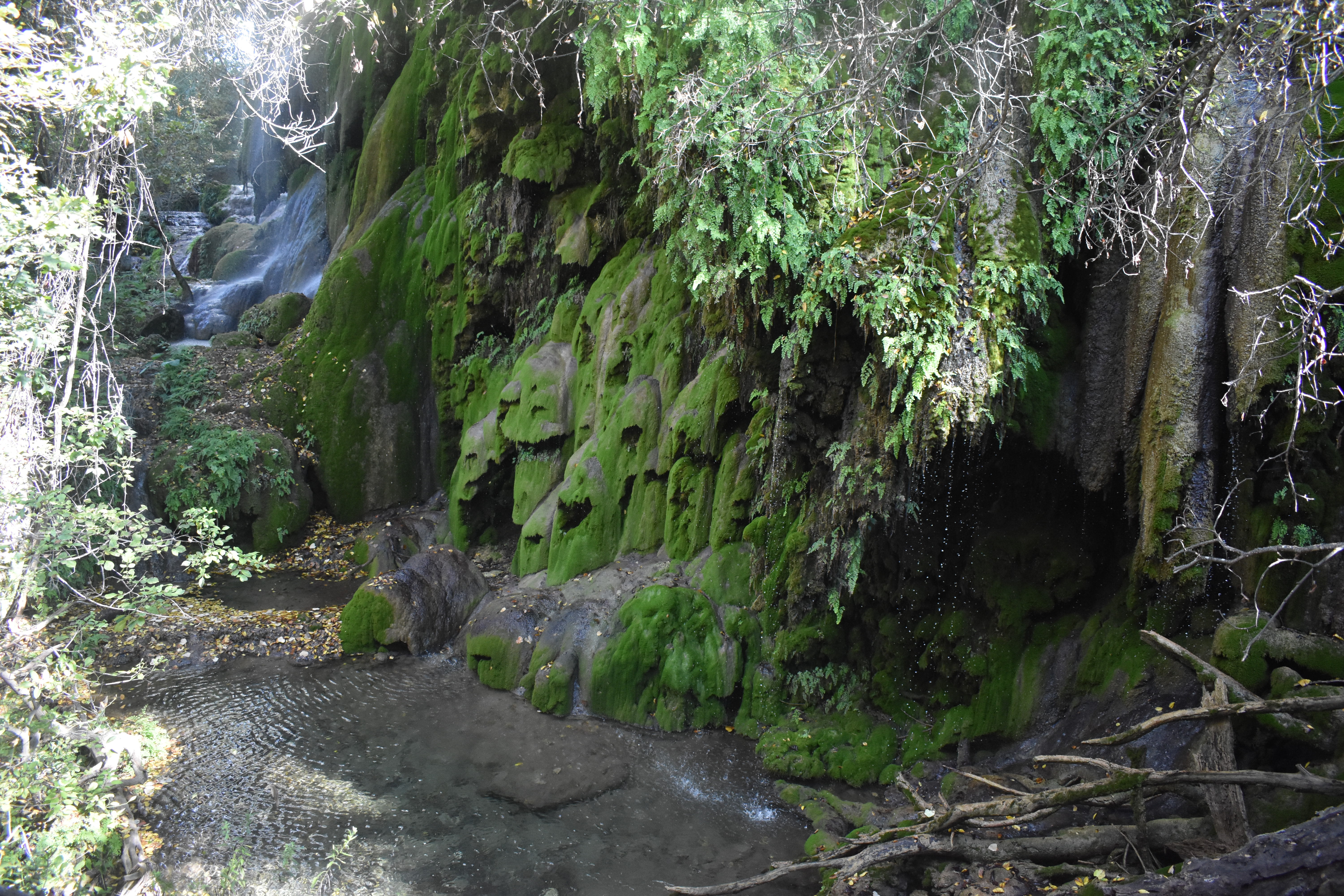 green color, 5K, gorman falls - colorado bend state park, Gorman Falls, rainforest, motion, beauty in nature, waterfall, flowing, Texas, tree, forest, HD Wallpaper