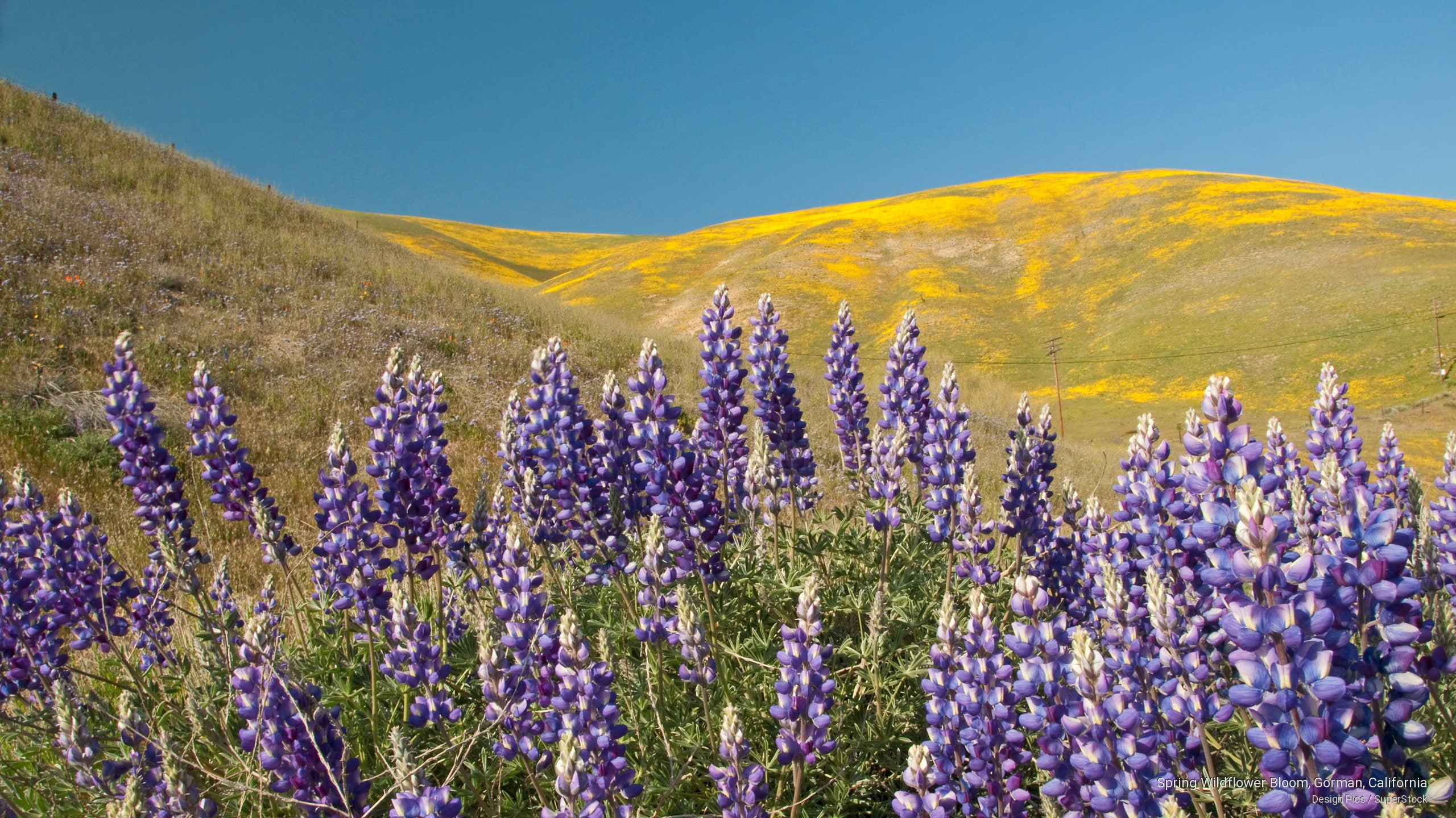 Flowers/Gardens, 2K, california, spring, bloom, wildflower, gorman, HD Wallpaper