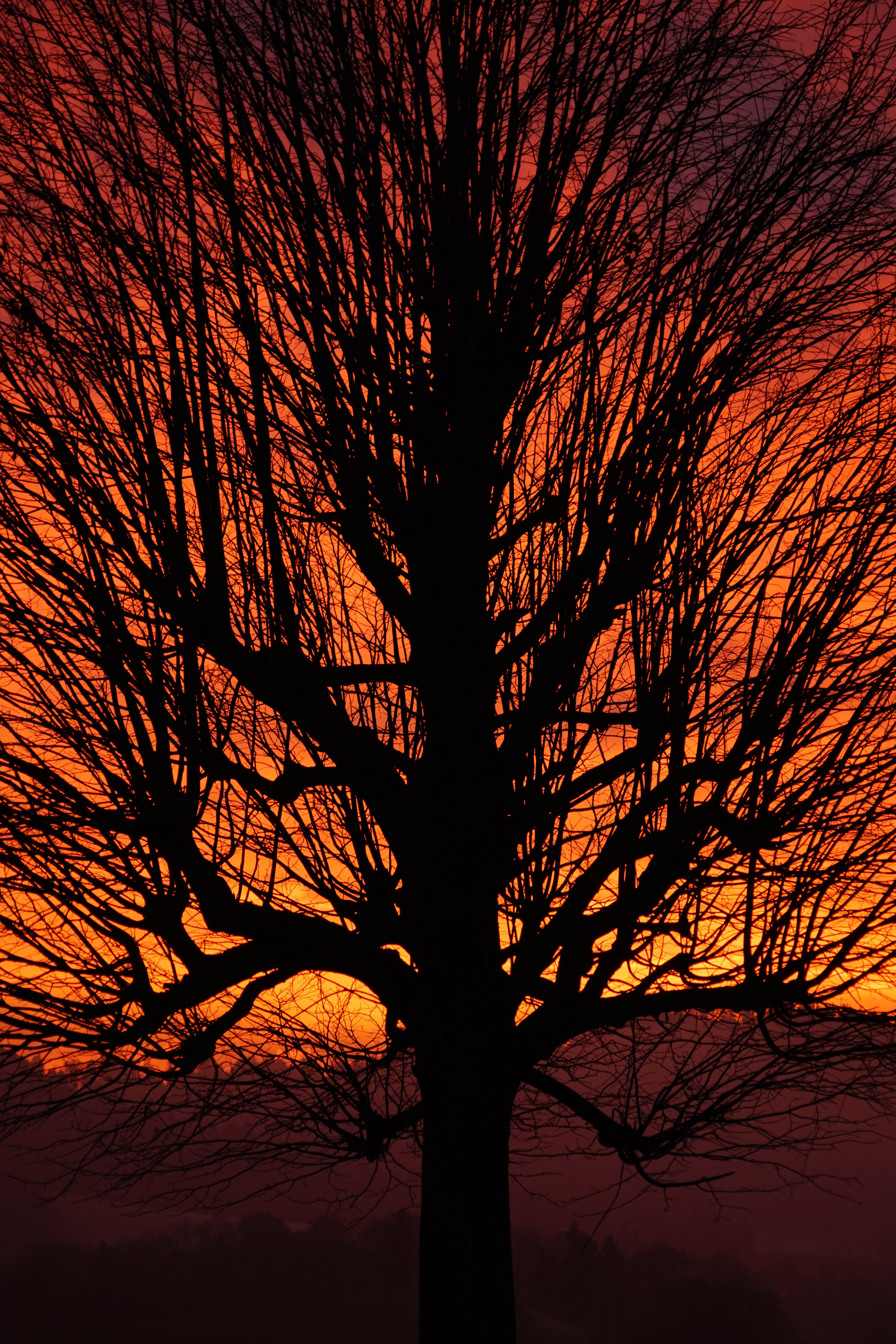 aesthetic, sunset, yellow, scenics, silhouette, growth, single standing, sky, back light, red, burstweid, branch, orange, wyssachen, low angle view, trunk, Phone HD Wallpaper
