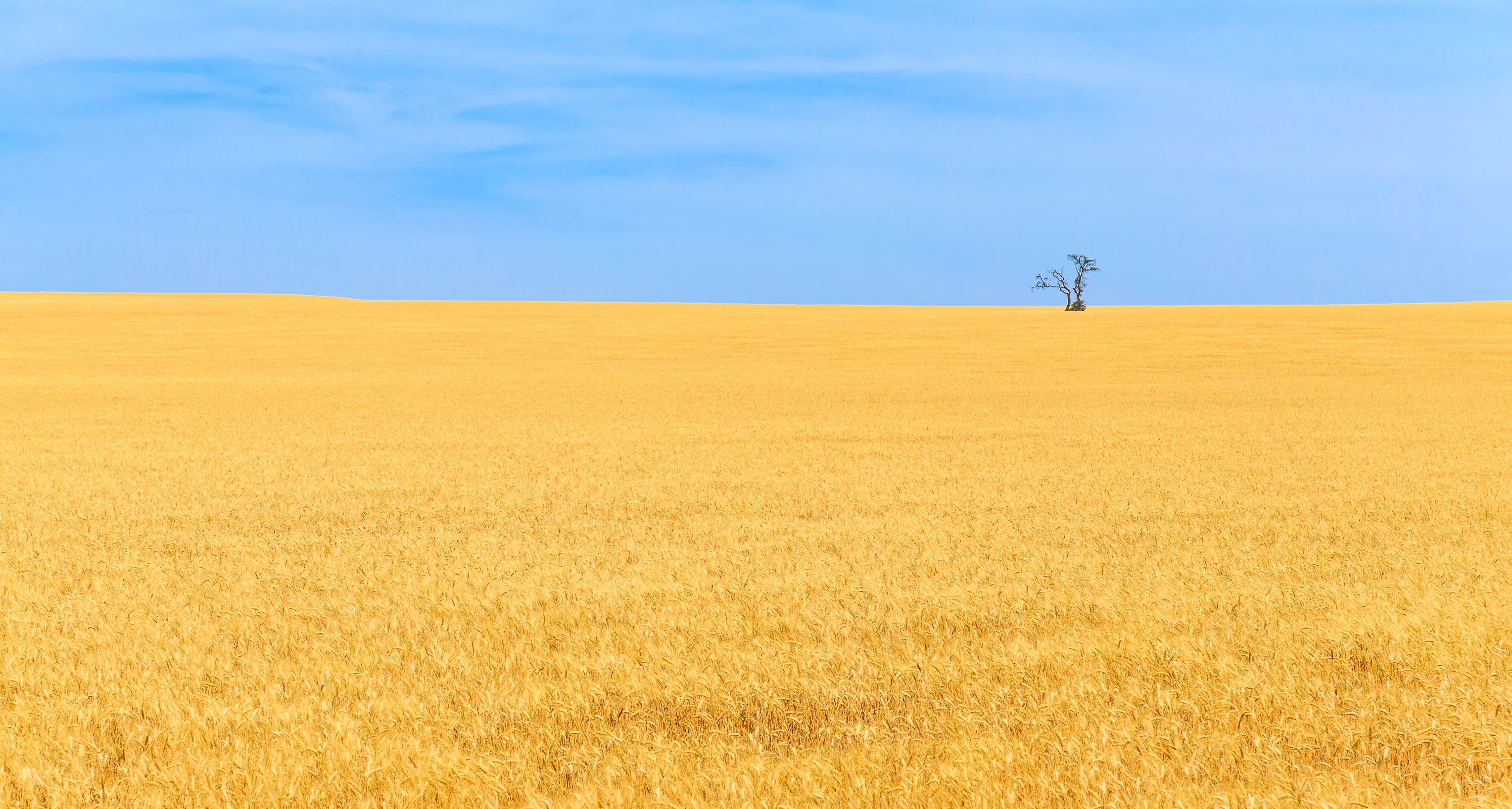 tranquility, farm, brown, scenics - nature, nature, day, beauty in nature, horizon over land, tranquil scene, outdoors, agriculture, plant, scenery, tree, HD Wallpaper