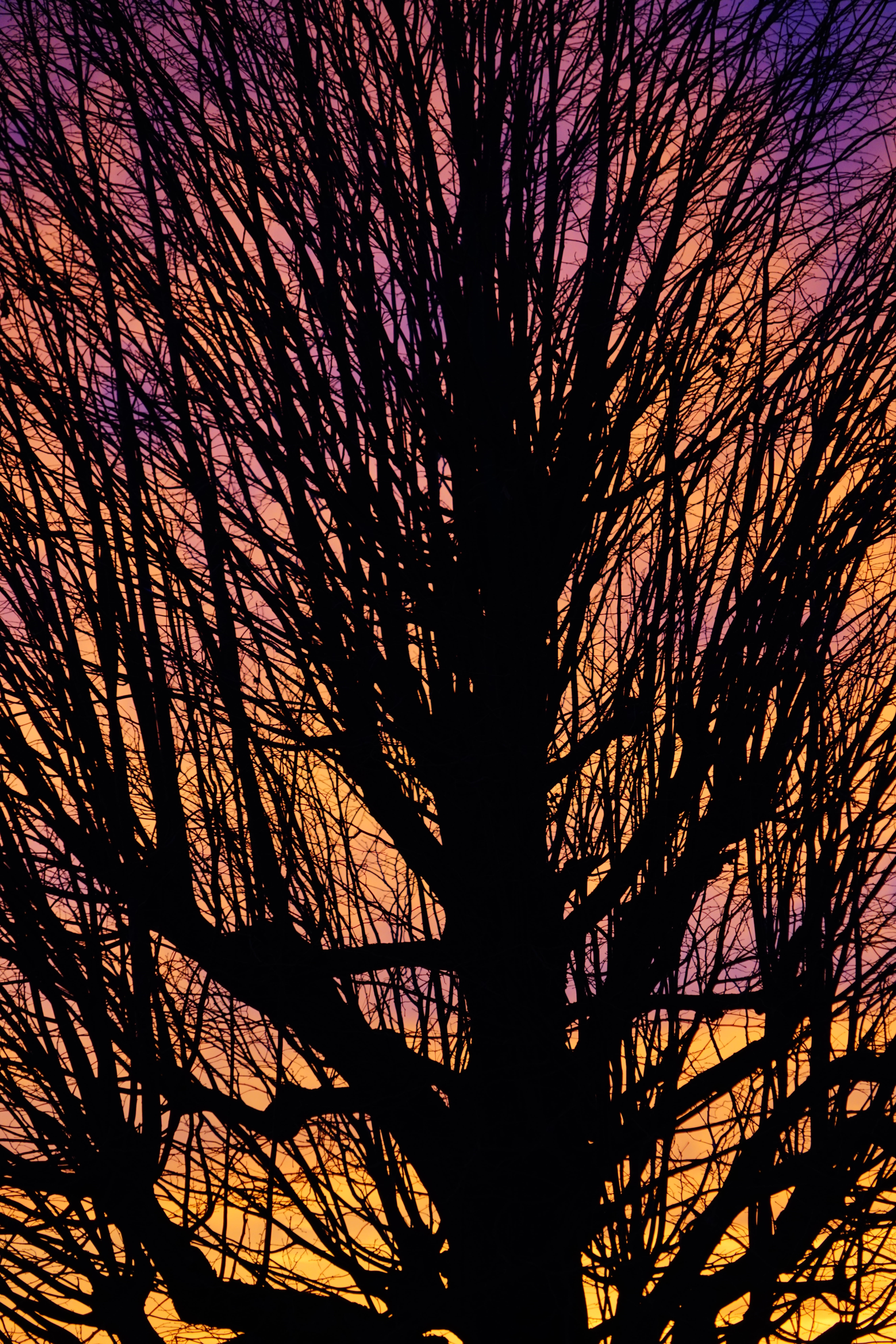 sky, wyssachen, growth, branches, purple, low angle view, branch, isolated, back light, beauty in nature, cloud glow, abendstimmung, individually, orange, Phone HD Wallpaper