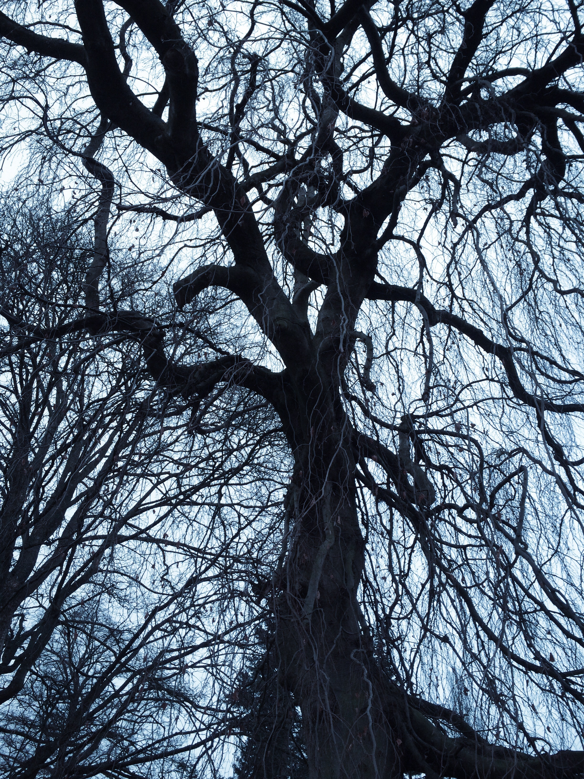 beauty in nature, full frame, dead plant, branch, tree canopy, atmosphere, tree trunk, blue, no people, growth, nature, solitary, high, scenics - nature, Phone HD Wallpaper