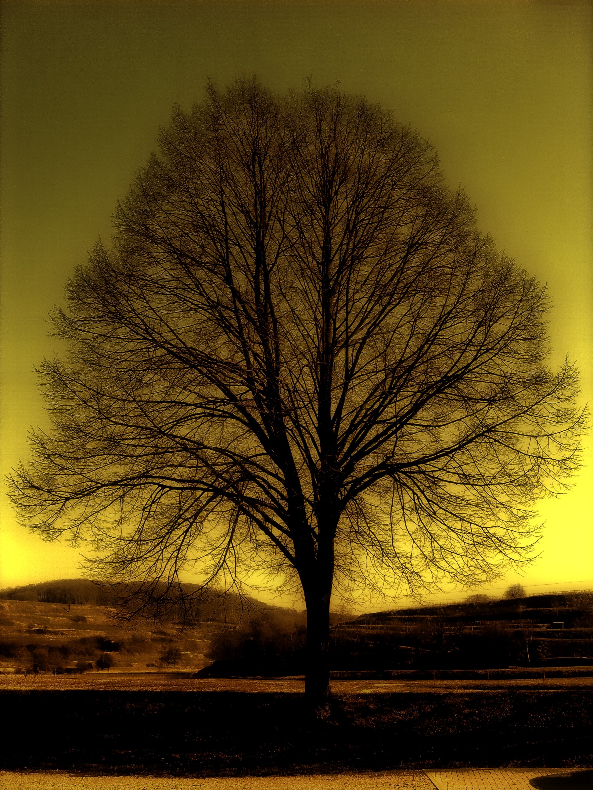 kahl, nature, field, dusk, bare tree, hill, hills, solitude, winter, weather mood, withered, sky, environment, atmosphere, scenics - nature, outdoors, landscape, Phone HD Wallpaper