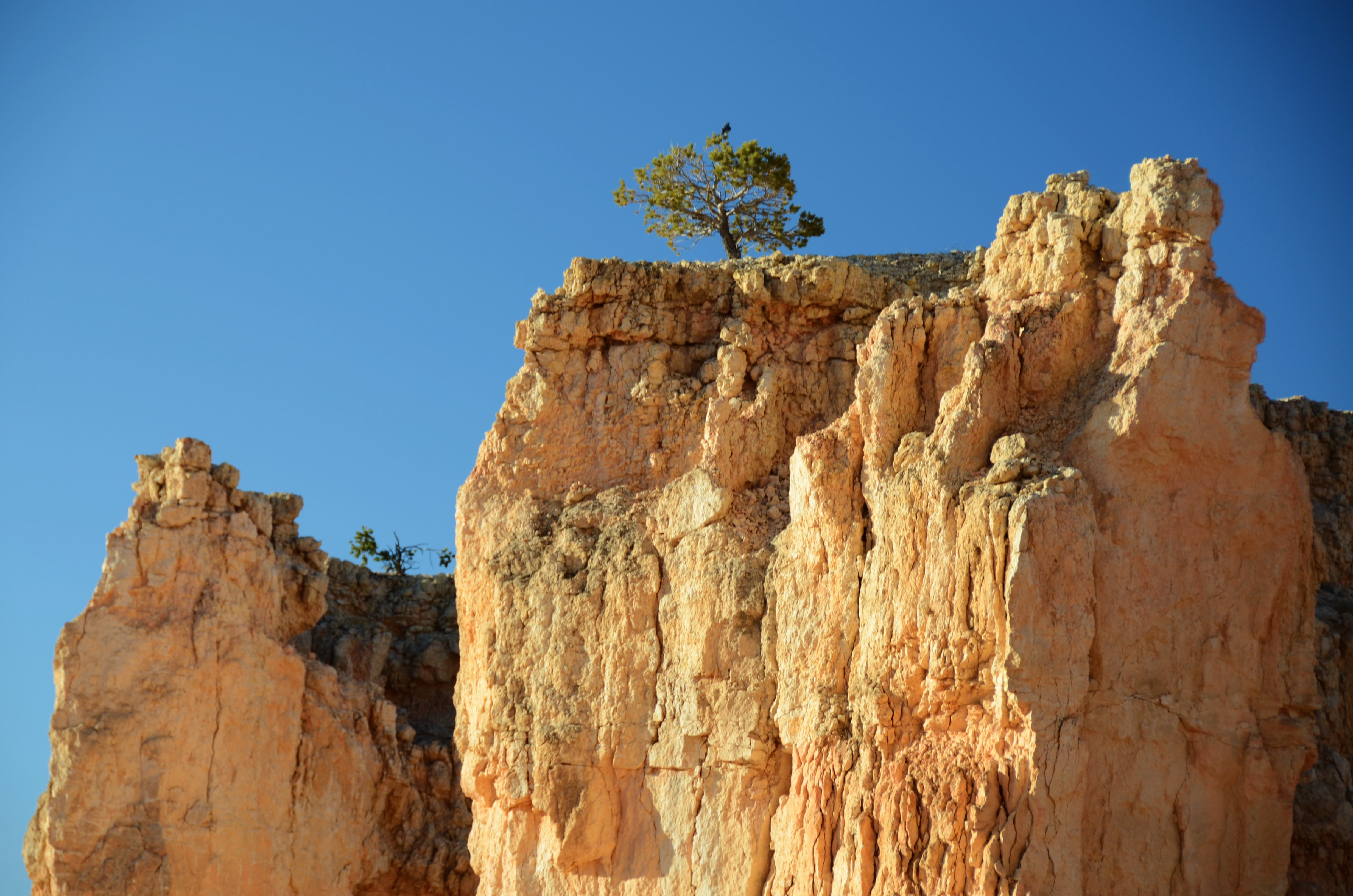 arid climate, land, eroded, climate, rock, lone tree, travel, sandstone, desert, bryce, national park, non-urban scene, solitary, tranquil scene, tree, HD Wallpaper
