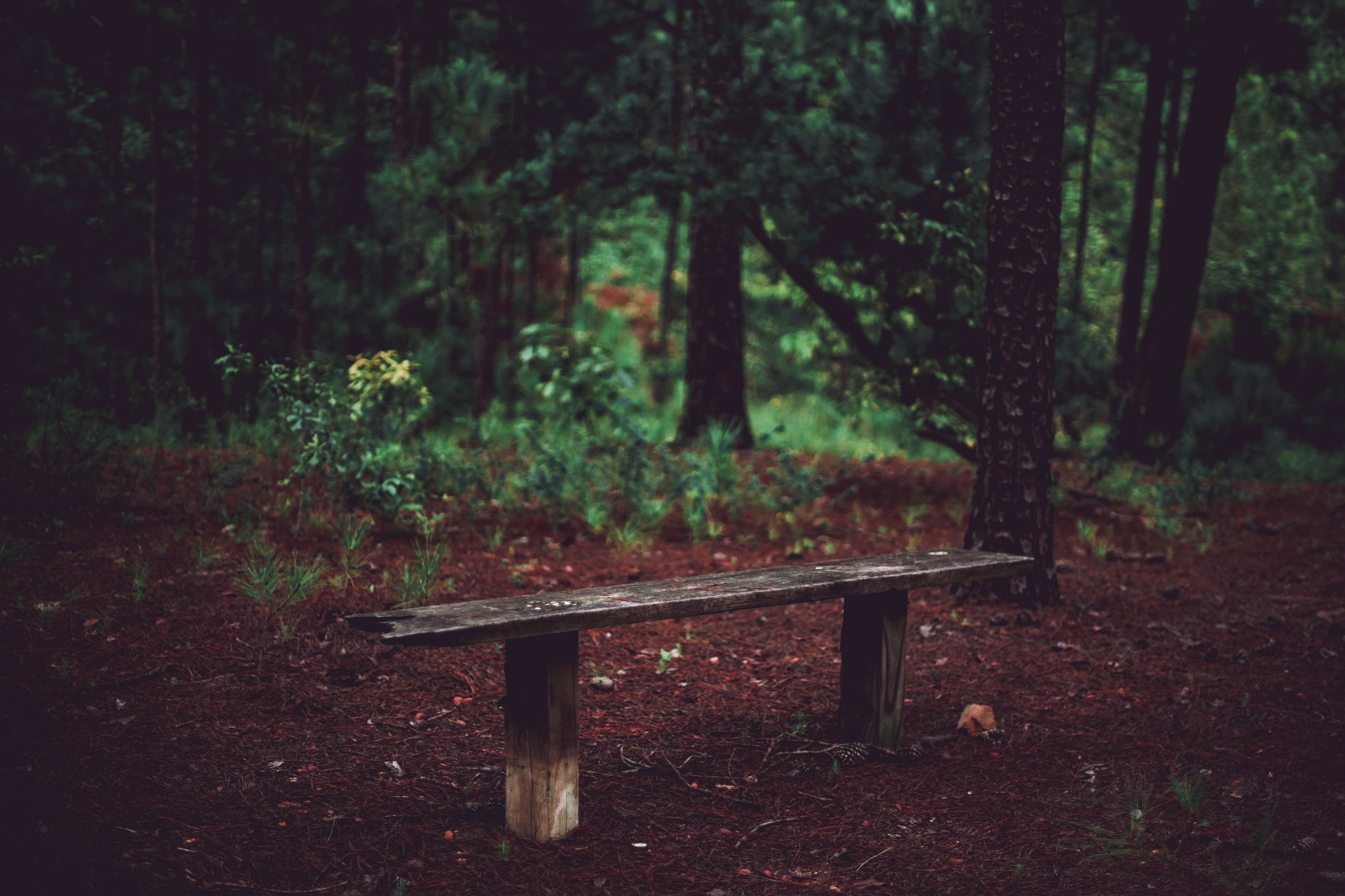 seat, summer, forest, trail, wild, middle of the wood, growth, middle of nowhere, park, tree trunk, pine, tranquility, no people, bench, beauty in nature, HD Wallpaper