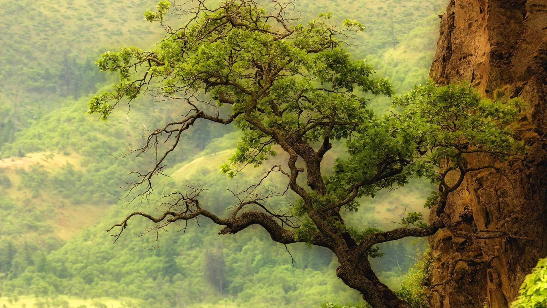 lone, hills, solitary, 1080P, lonely, nature, tree, HD Wallpaper