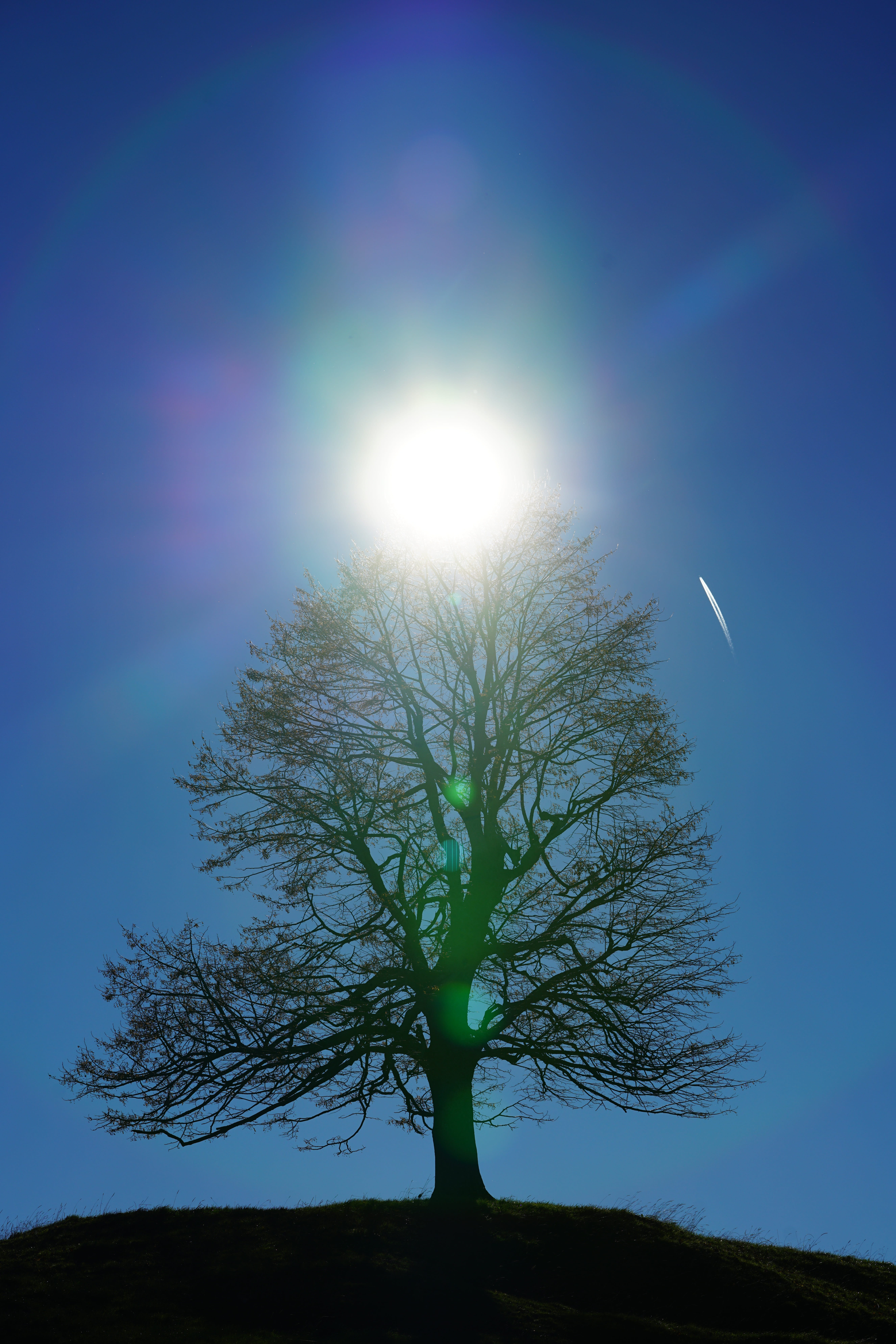 field, beauty in nature, sunlight, branch, silhouette, lens flare, sky, clear sky, outdoors, bright, brightly lit, nature, tree, solitary tree, plant, tranquility, Phone HD Wallpaper