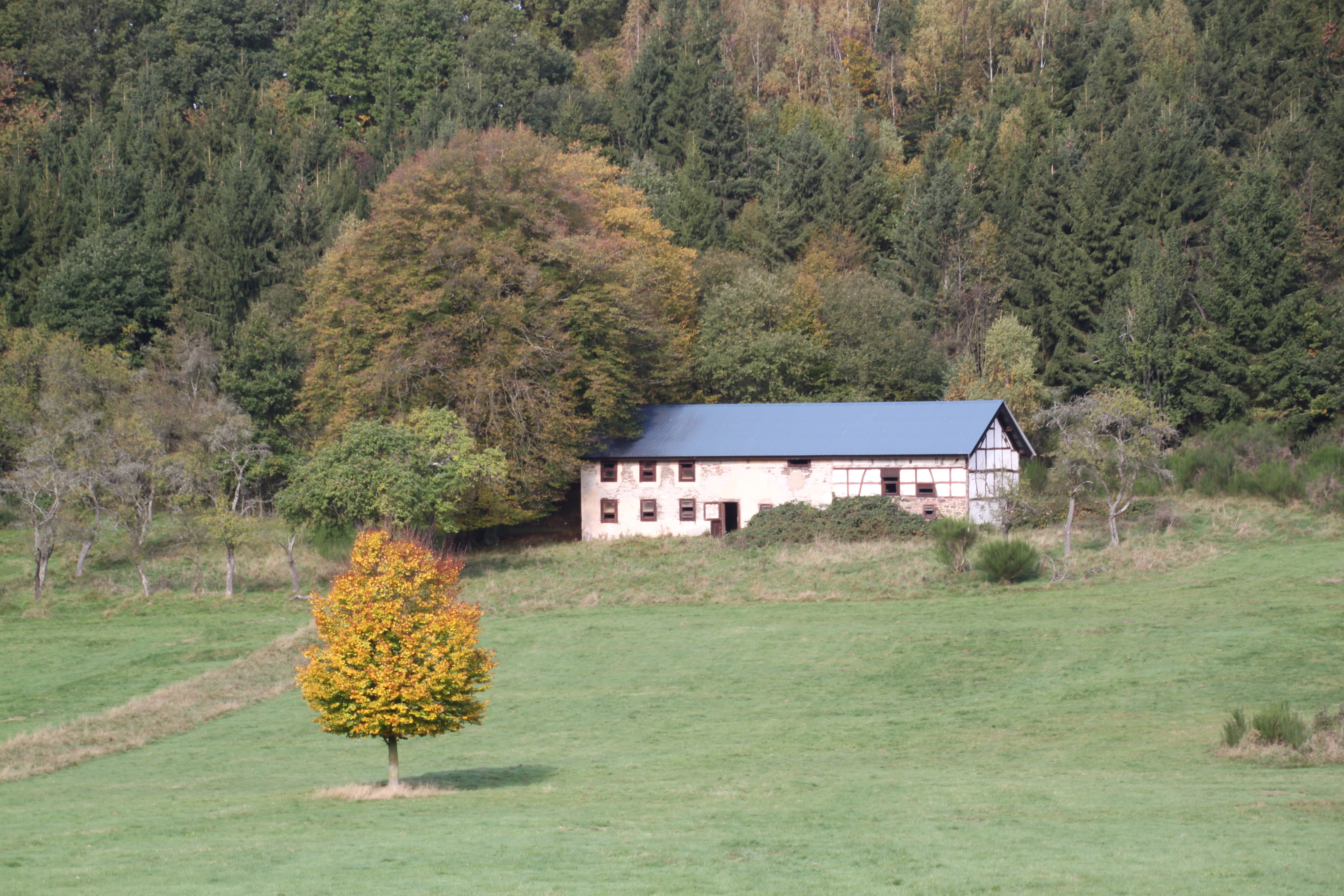 Fachwerkhaus, Eifel, pasture, plant, nature, architecture, forest, environment, day, building, outdoors, growth, Farm, tree, built structure, building exterior, HD Wallpaper