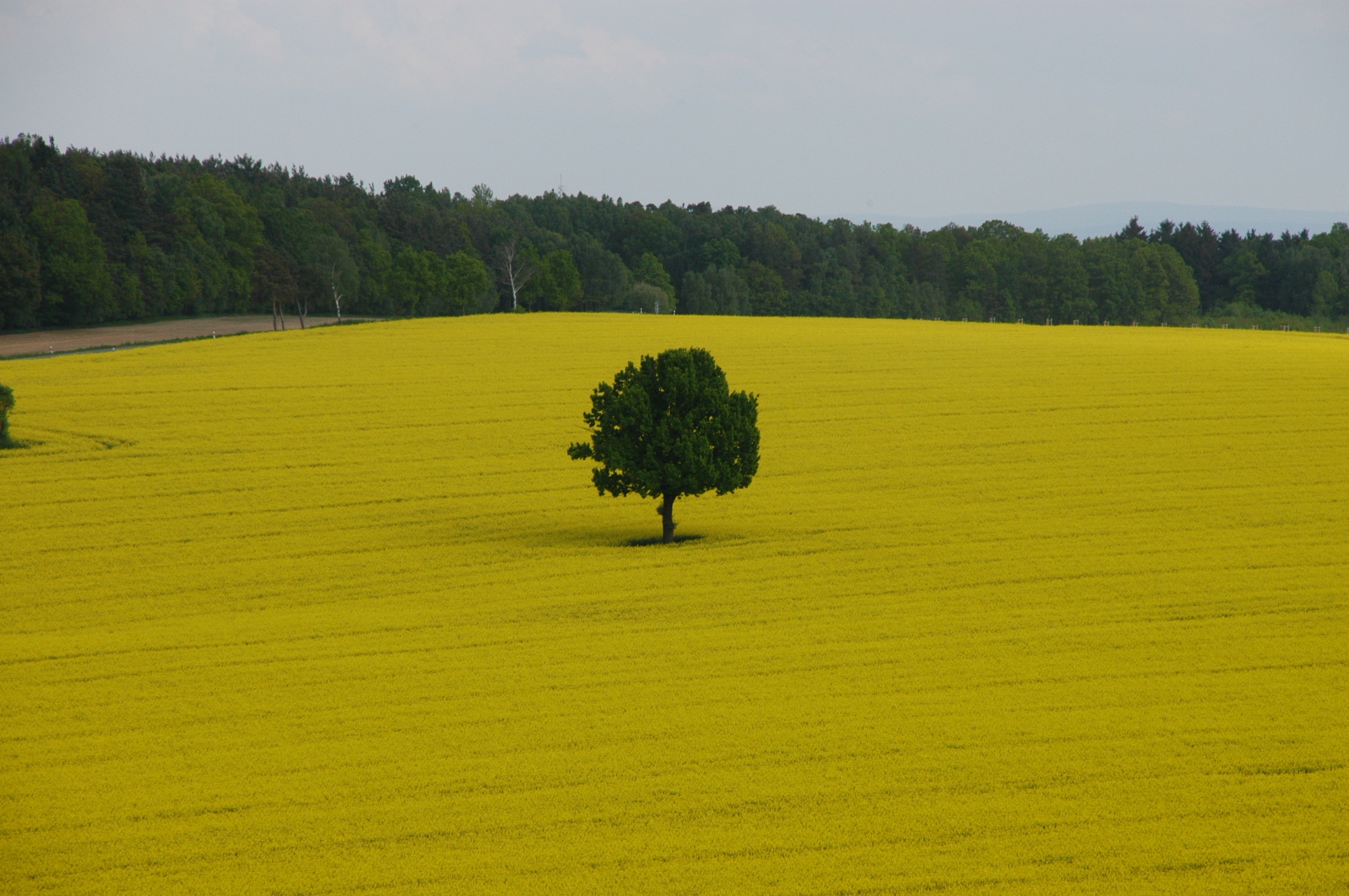 environment, sky, solitary tree, rural Scene, tree, plain, no people, outdoors, grass, summer, yellow, rolling landscape, rural, growth, spring, field, HD Wallpaper
