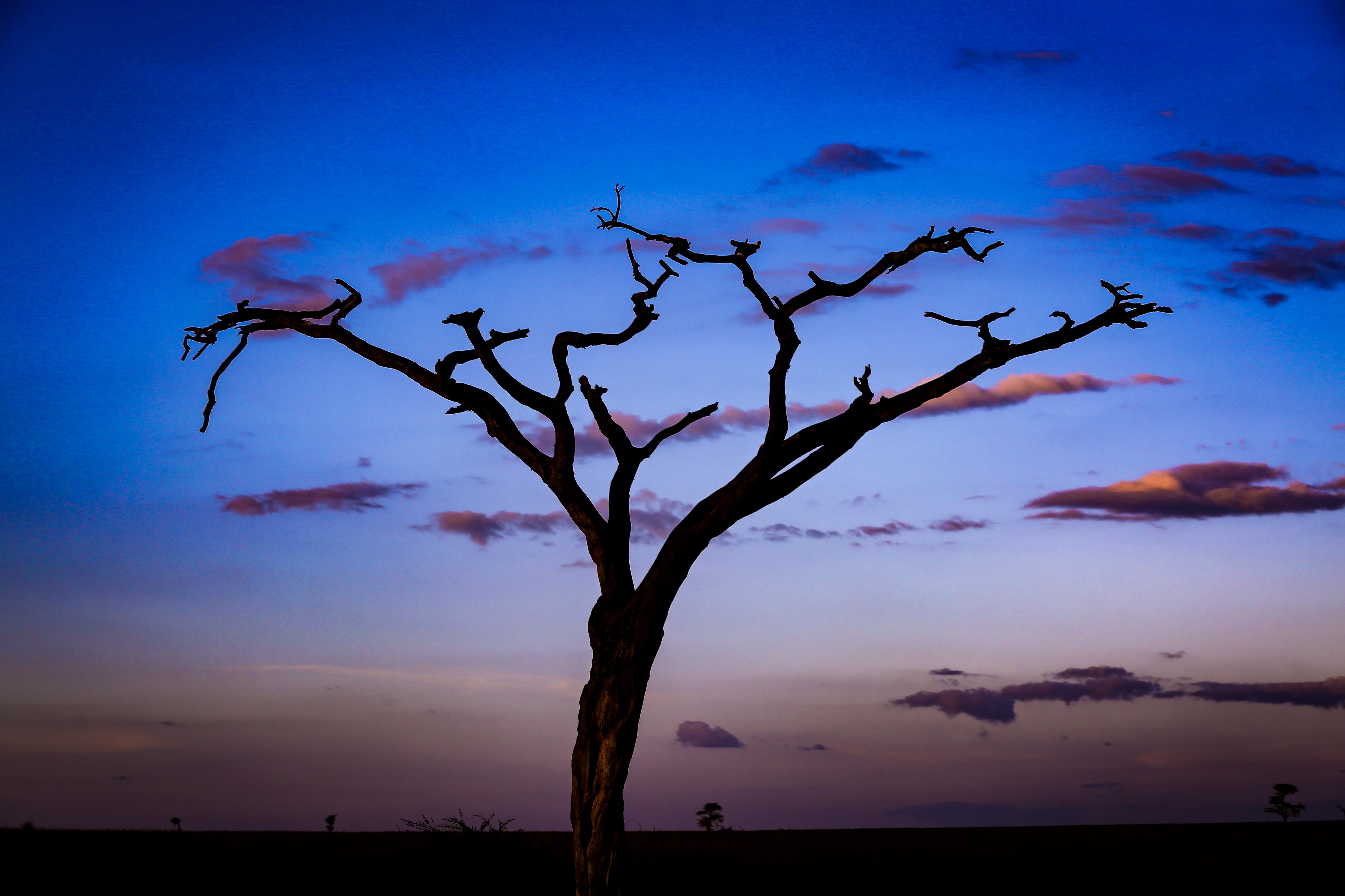 golden, cloud - sky, landscape, cloudscape, land, sunset, scenics - nature, beauty in nature, gray, no people, plant, horizon, dead plant, night, tree, HD Wallpaper