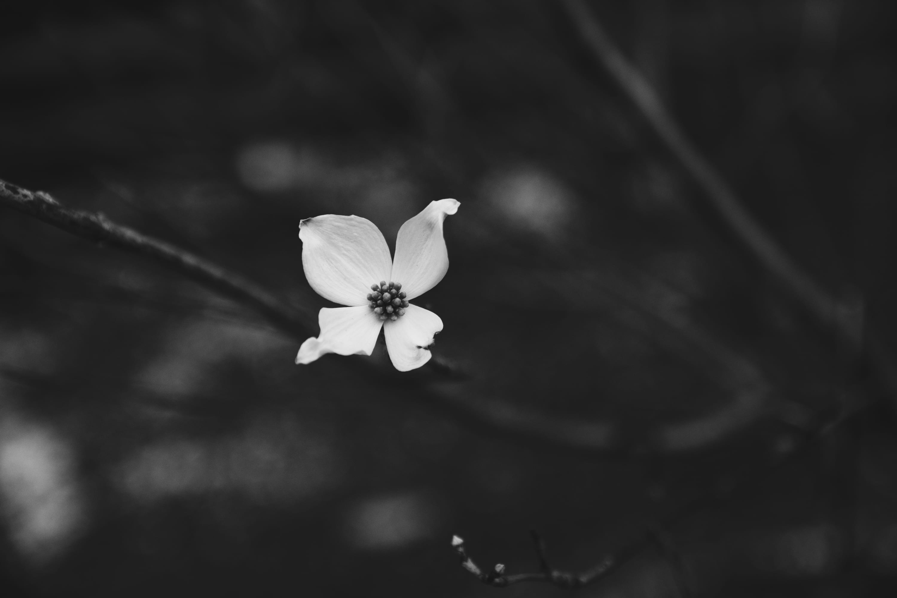 dogwood, petal, freshness, nature, solitude, pollen, white, close-up, photography, solitary, day, stems, outdoors, lonely, grayscale, flower, 2K, inflorescence, HD Wallpaper