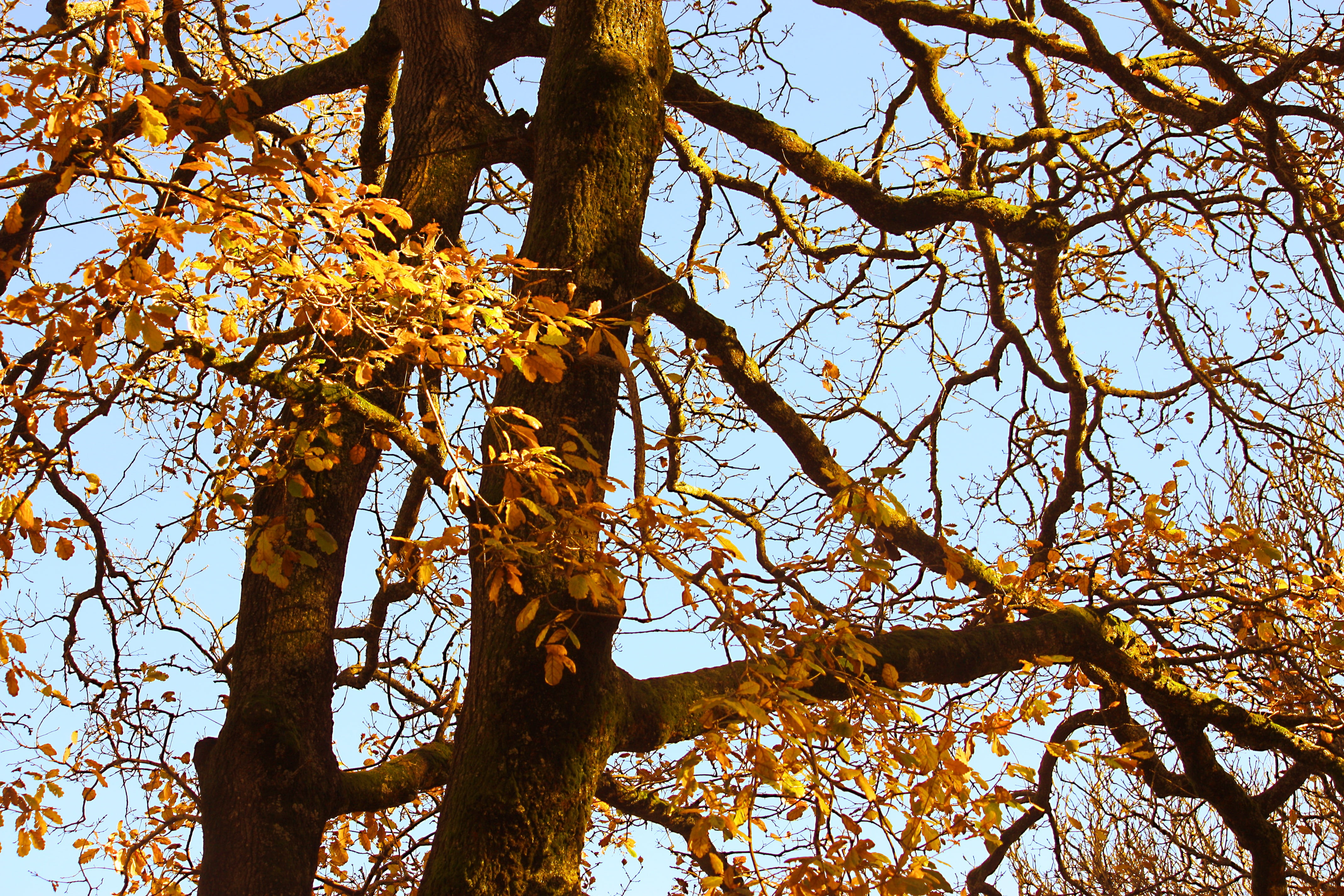 change, clear sky, beauty in nature, outdoors, tree trunk, growth, outdoor, seasonal, tranquility, blue, strong, low angle view, tree canopy, orange, rural, HD Wallpaper