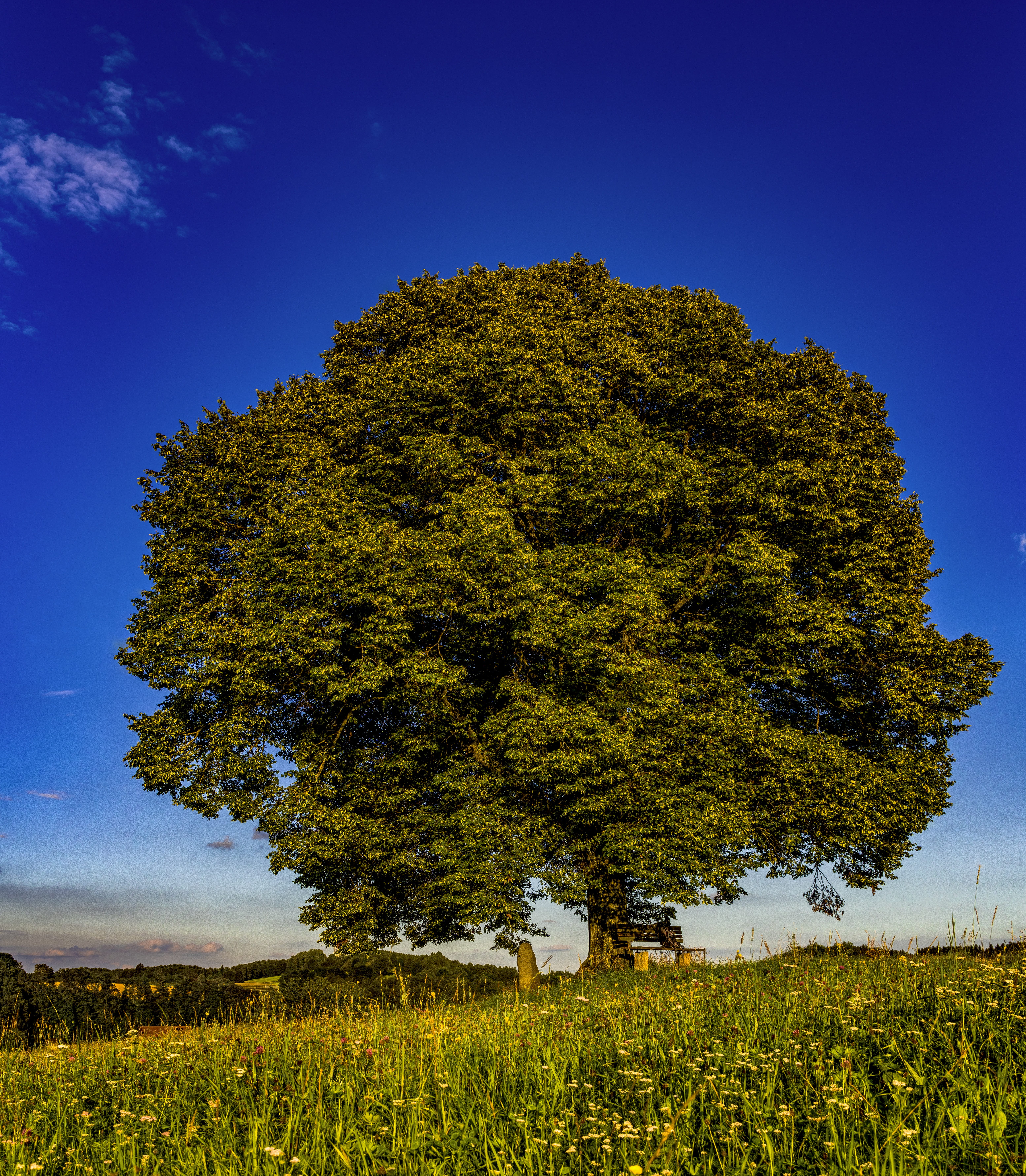 individually, plant, idyllic, 5K, outdoors, grass, log, growth, sky, no people, tribe, landscape, mystical, tranquil scene, tree, nature, scenics - nature, Phone HD Wallpaper
