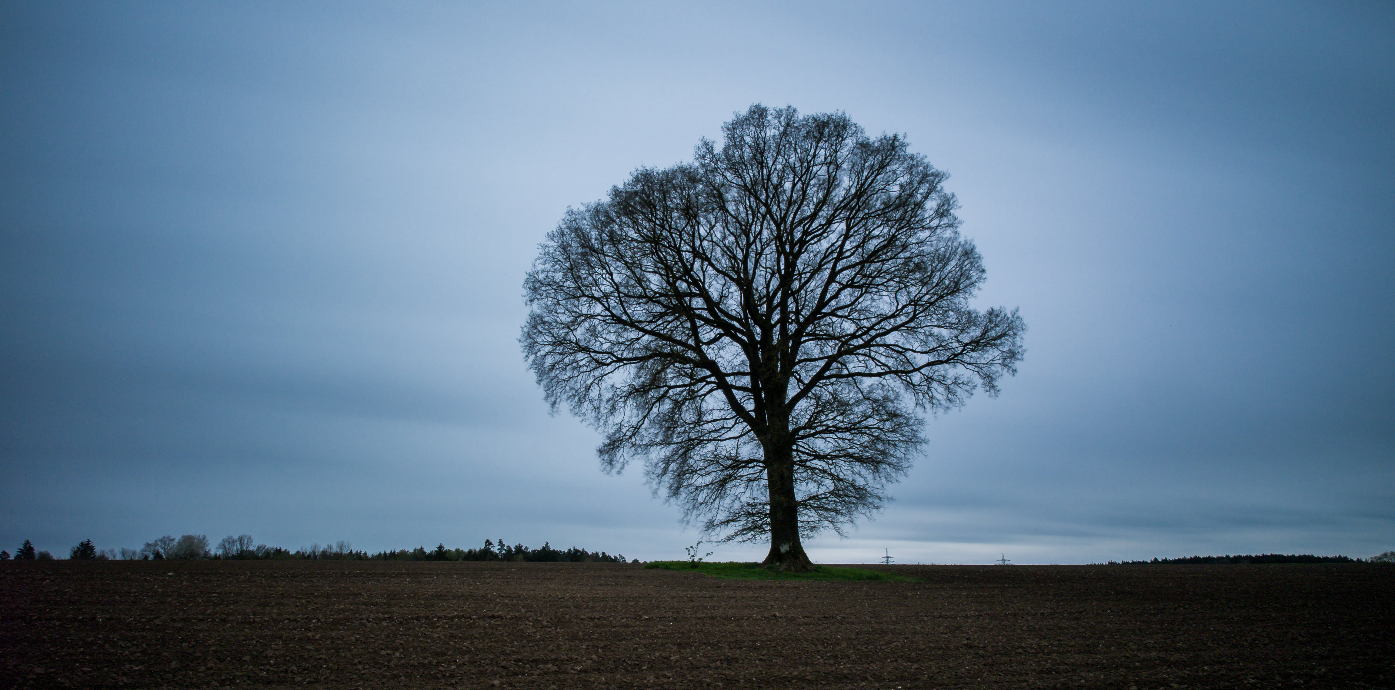 vignette, photography, lonely tree, rural Scene, tree, 4K, forest, outdoors, branch, sky, nature, wars, season, bare, HD Wallpaper
