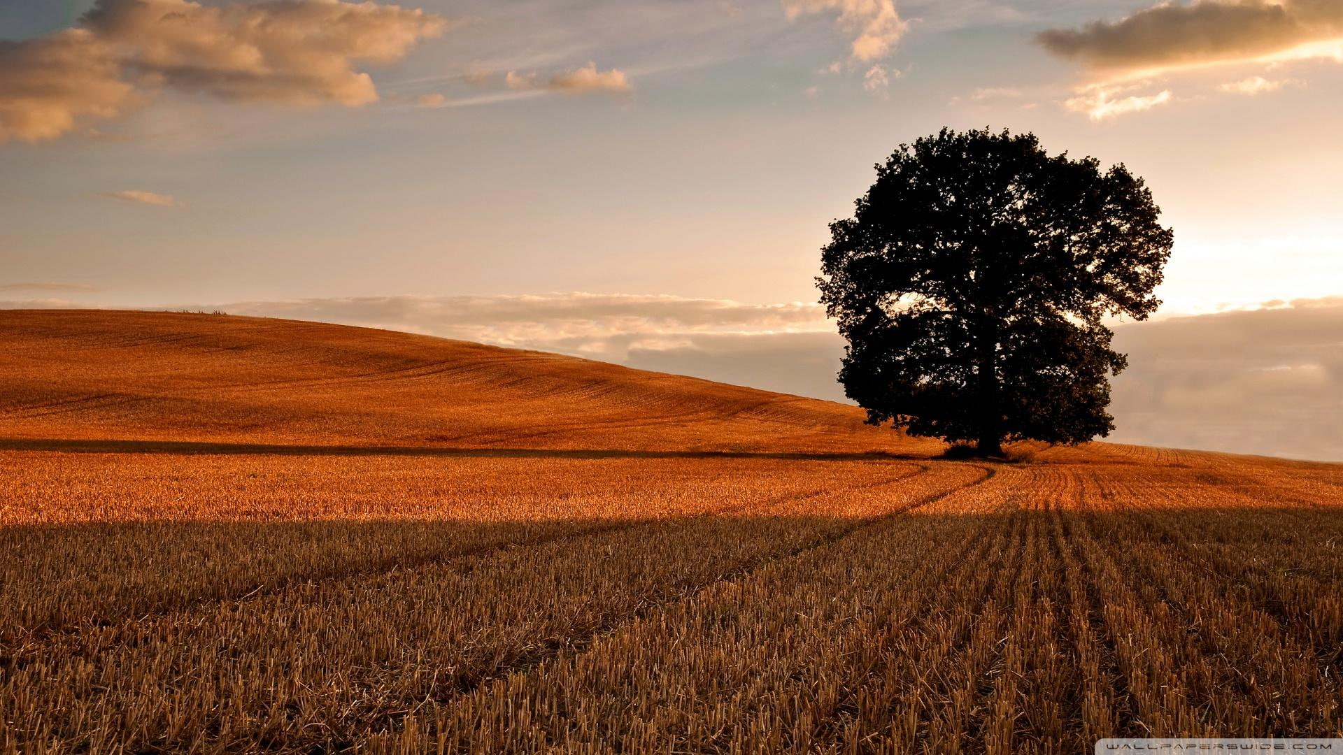 harvest, clouds, nature and landscapes, 1080P, field, tree, lone, afield, HD Wallpaper