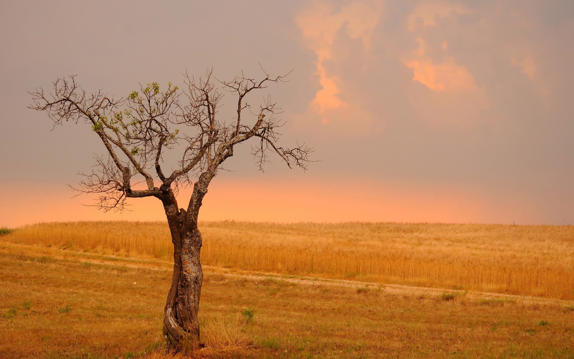 1080P, Wheat, Fields, Tree, Style, Yellow, Lonely, HD Wallpaper