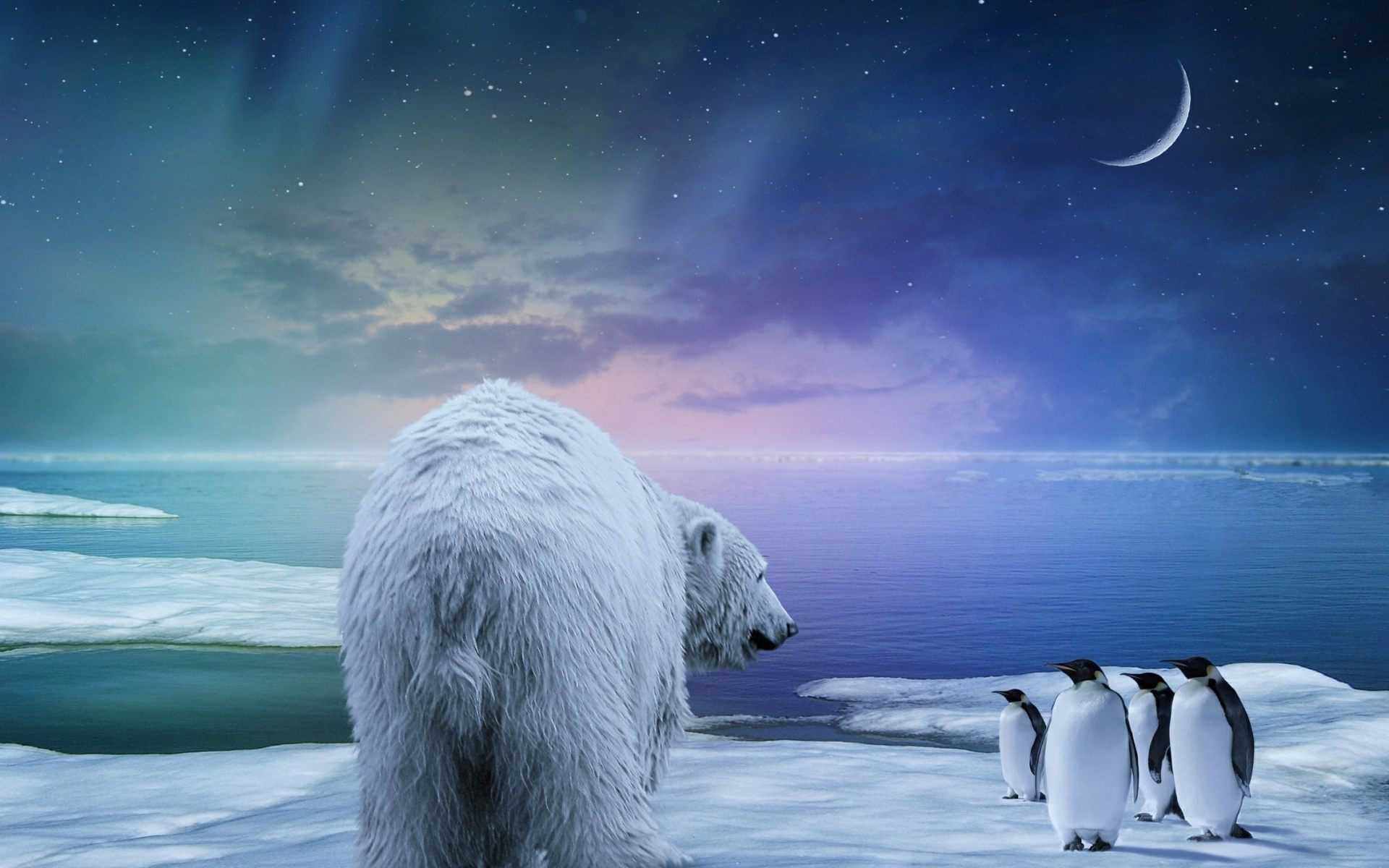 starry, polar, 1080P, desktop, sky, bear, moon, new, company, hd, penguins, HD Wallpaper