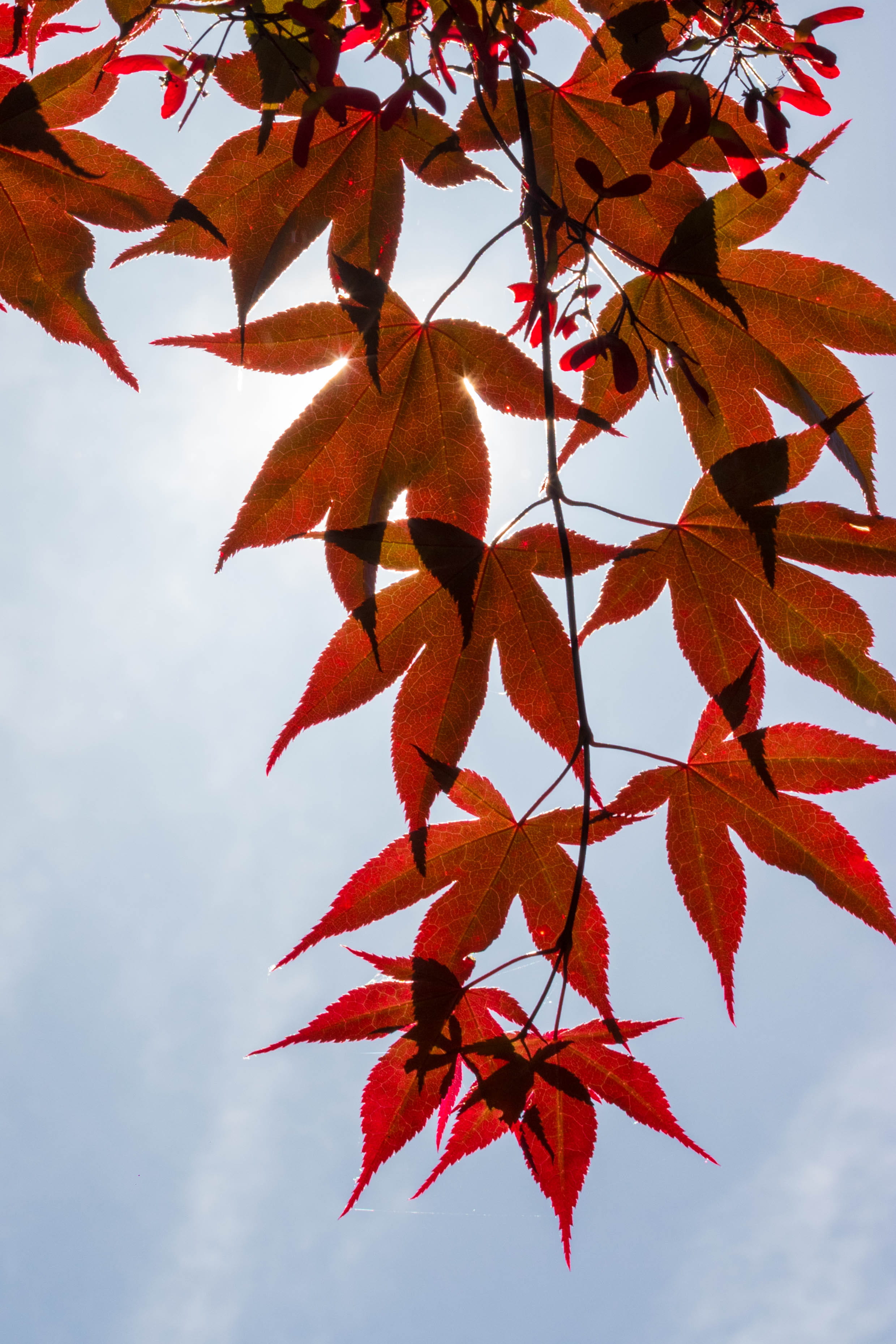 france, autumn, sky, japanish, day, cloud - sky, red, natural condition, close-up, maulevrier, focus on foreground, japan, mapple, low angle view, 2K, Phone HD Wallpaper