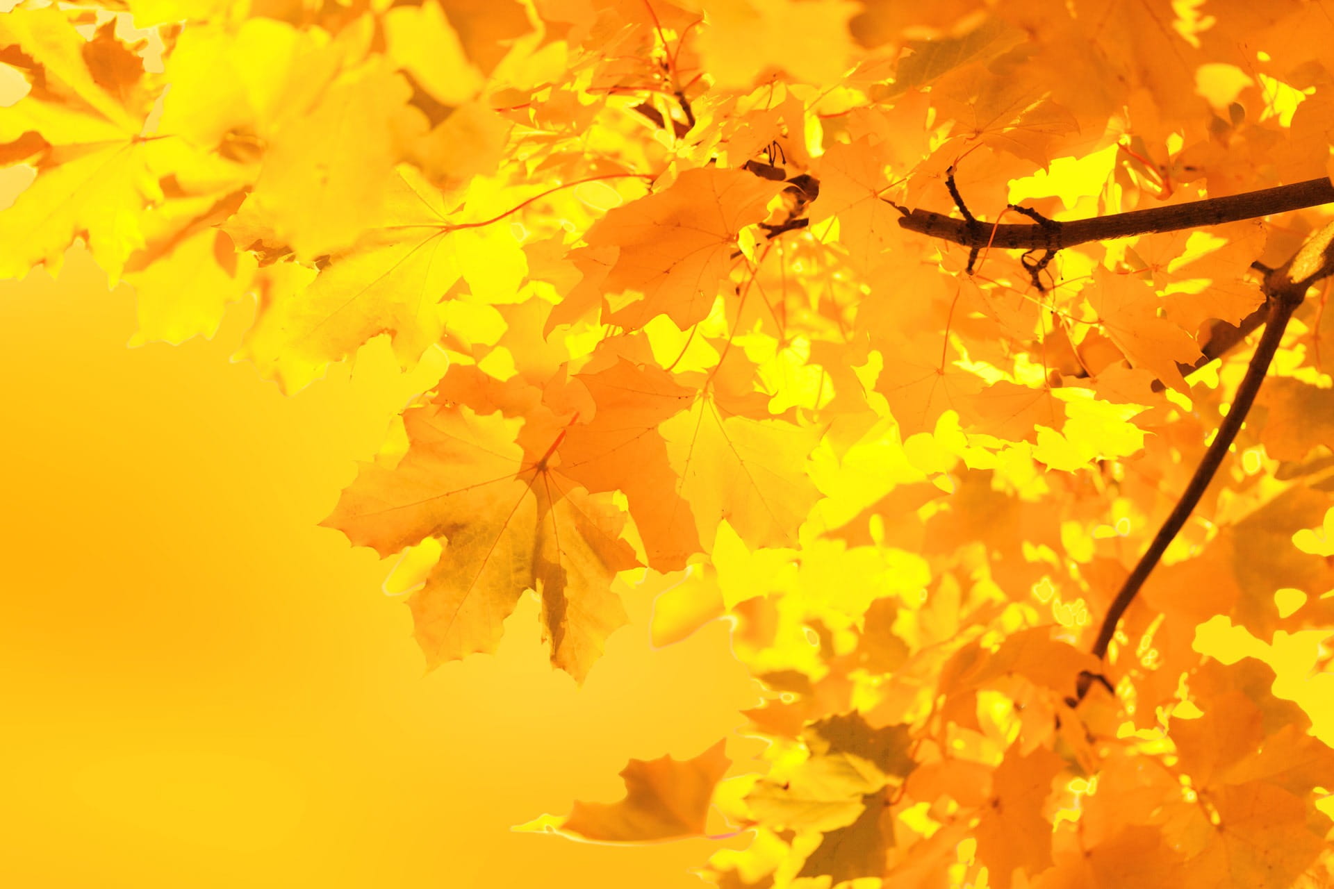 natural condition, heat - temperature, nature, foliage, branch, vibrant color, freshness, yellow, change, beauty in nature, leaf, flora, maple leaf, close up, HD Wallpaper