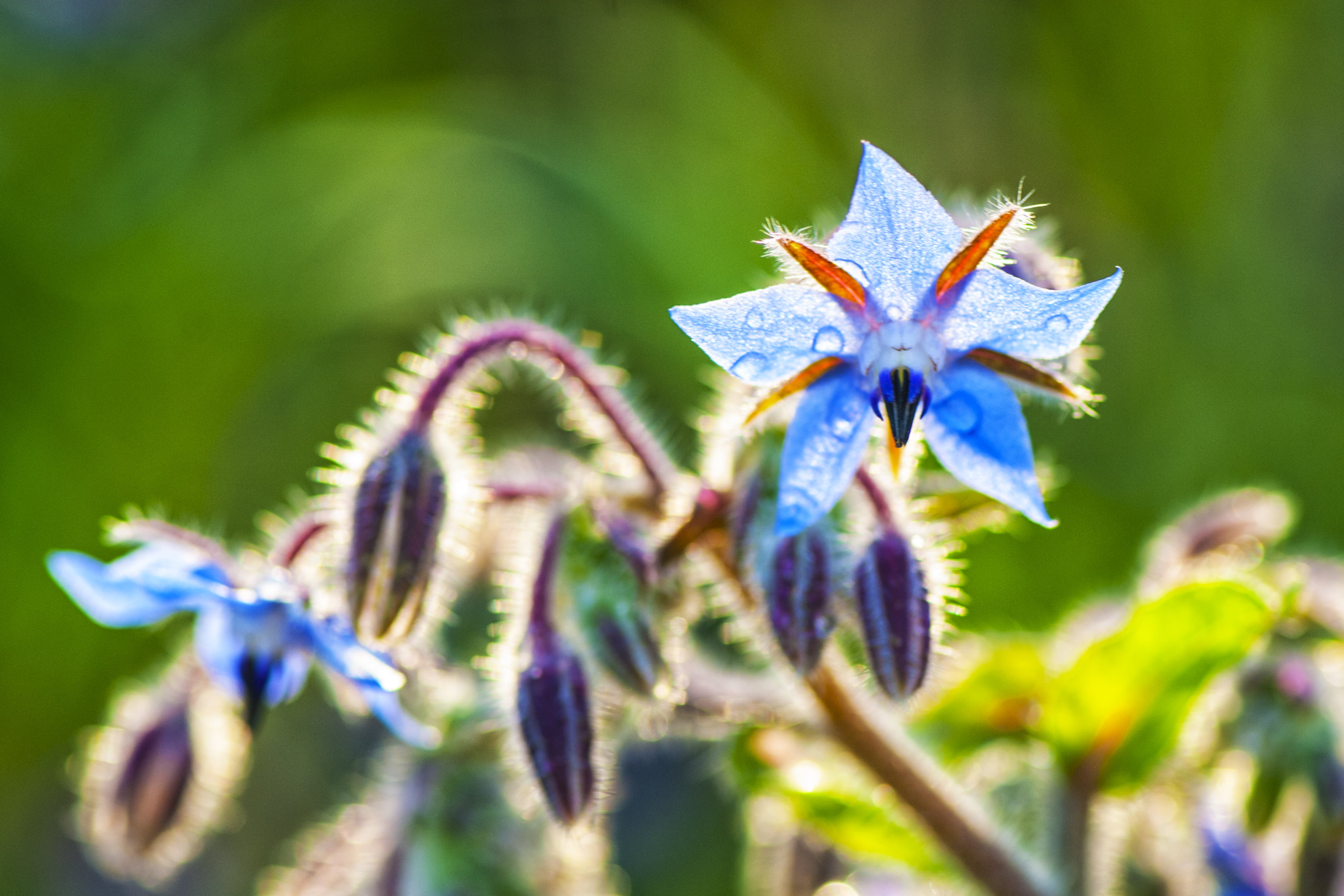 close-up, nature, focus, blue, macro, flower  Flower, Flora, Star, Petals, 2K, photography, Spring  Rain, plant, petaled, flower, Raindrops, HD Wallpaper