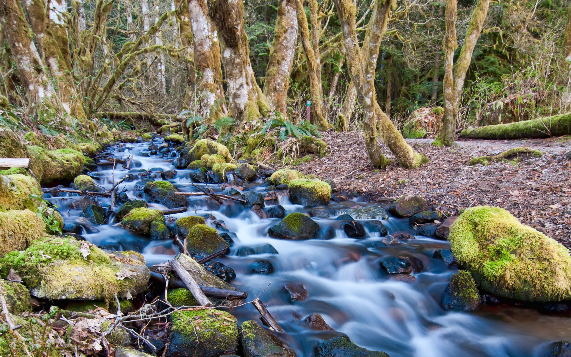 canada, green, stream, overgrown, water, rocks, hd, moss, bc, trees, forest, near, squamish, 1080P, leaking, HD Wallpaper