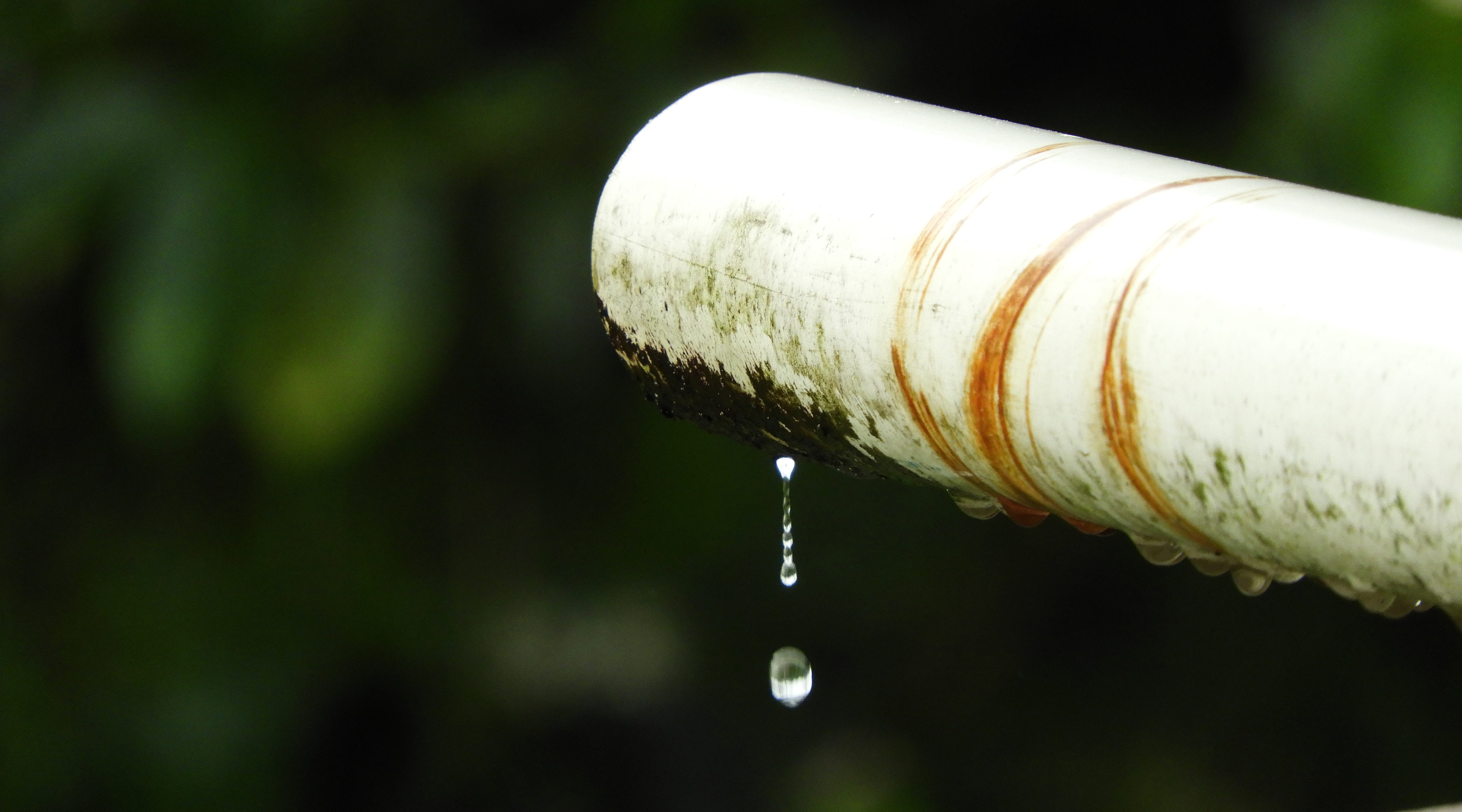 tree, purity, outdoors, wet, nature, close-up, rain, leaking, metal, day, falling, focus on foreground, leak, pipe, plant, no people, flowing, motion, 5K, HD Wallpaper