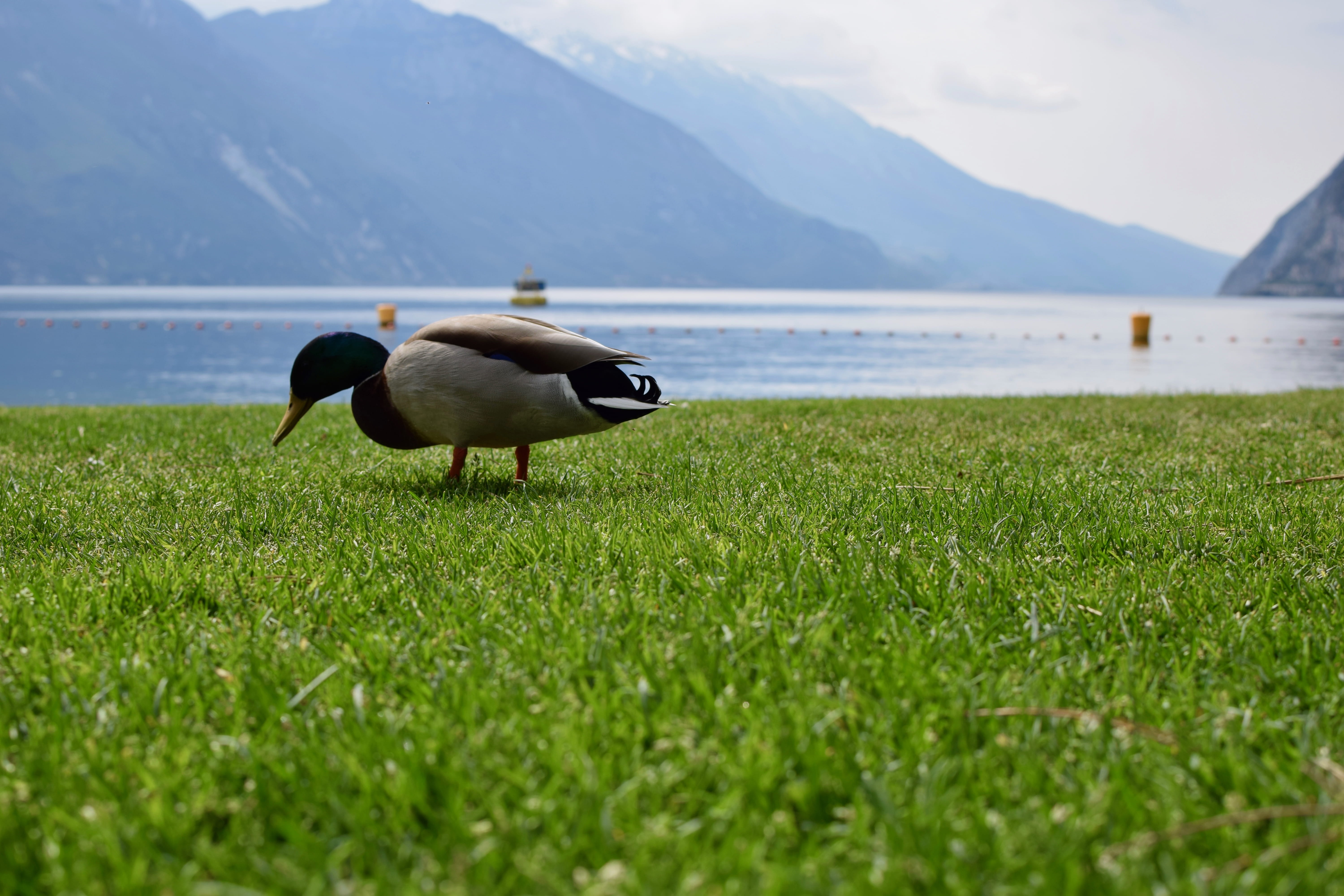 field, plant, mountain range, sports, no people, animal themes, lawn, bird, grass, vertebrate, day, mallard, running, land, water, duck, 5K, green color, HD Wallpaper